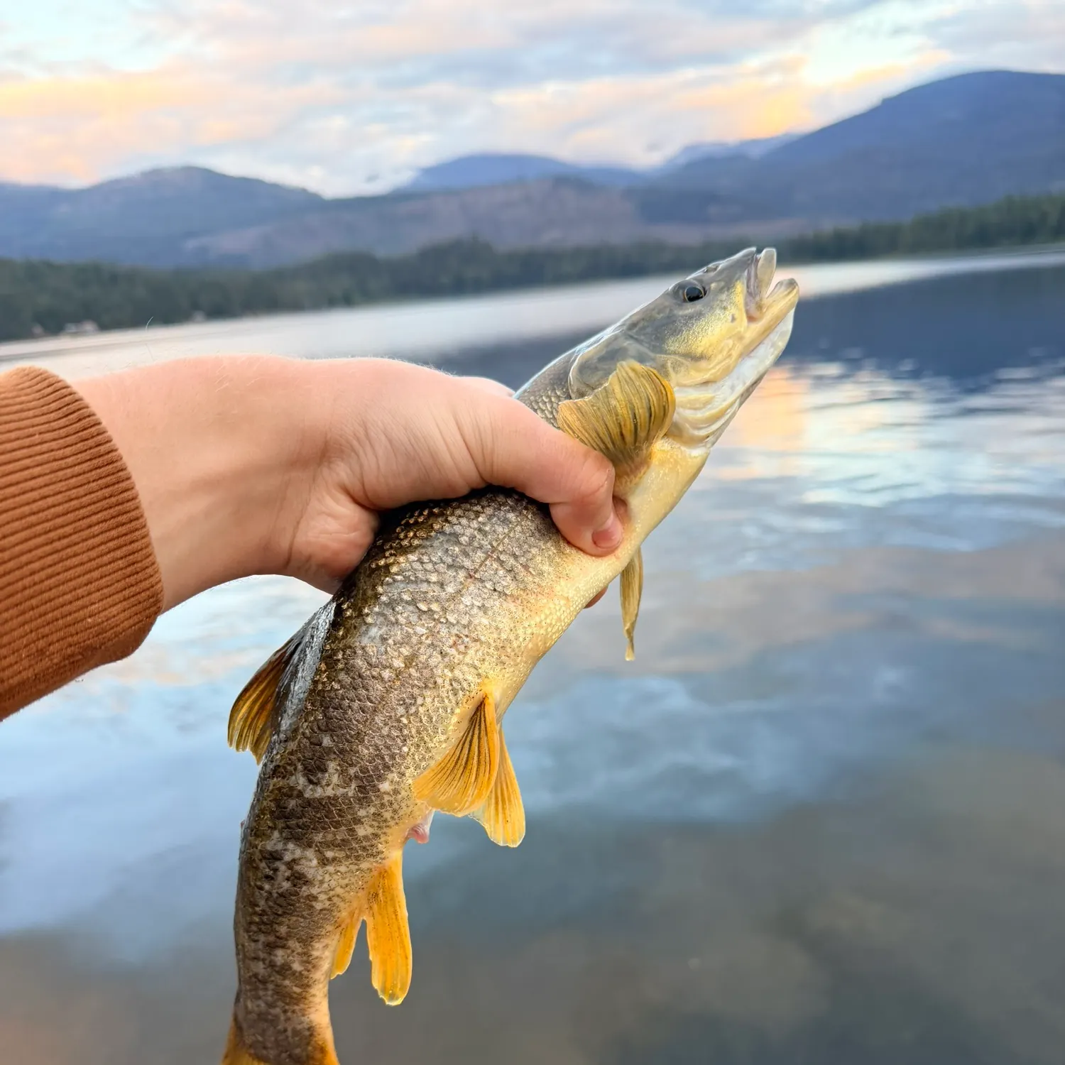 Northern pikeminnow caught on Fishbrain
