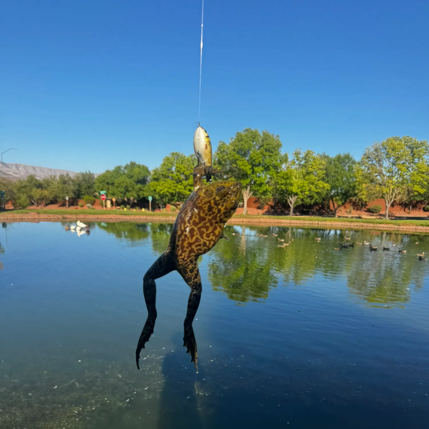 The most recent Barred sorubim catches on Fishbrain