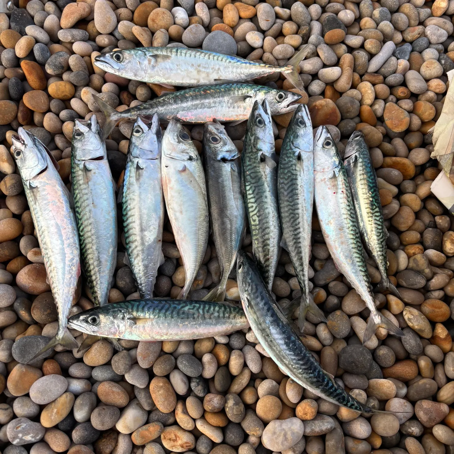 Atlantic mackerel caught on Fishbrain