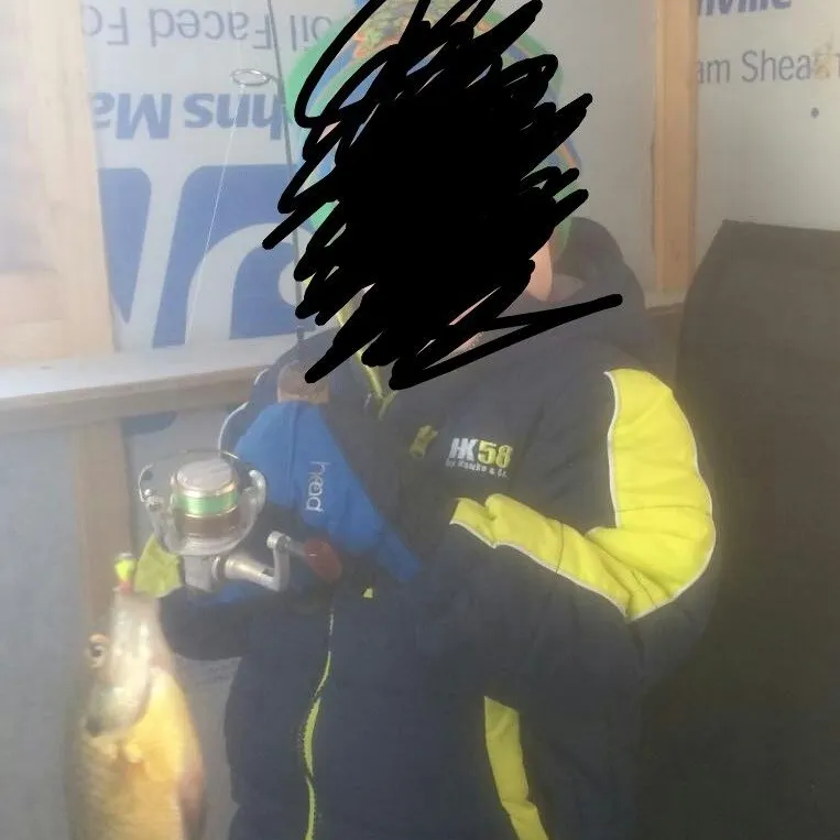 White crappie caught on Fishbrain