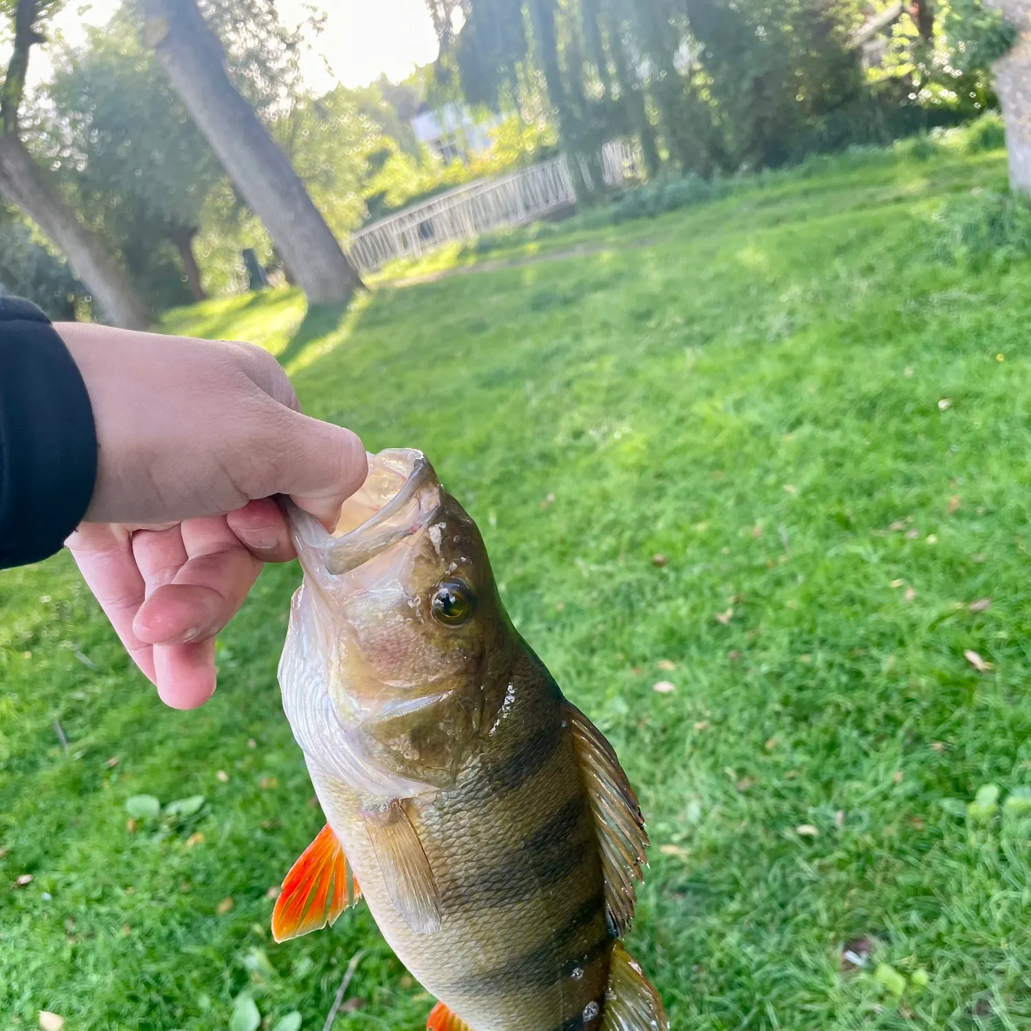 European perch caught on Fishbrain