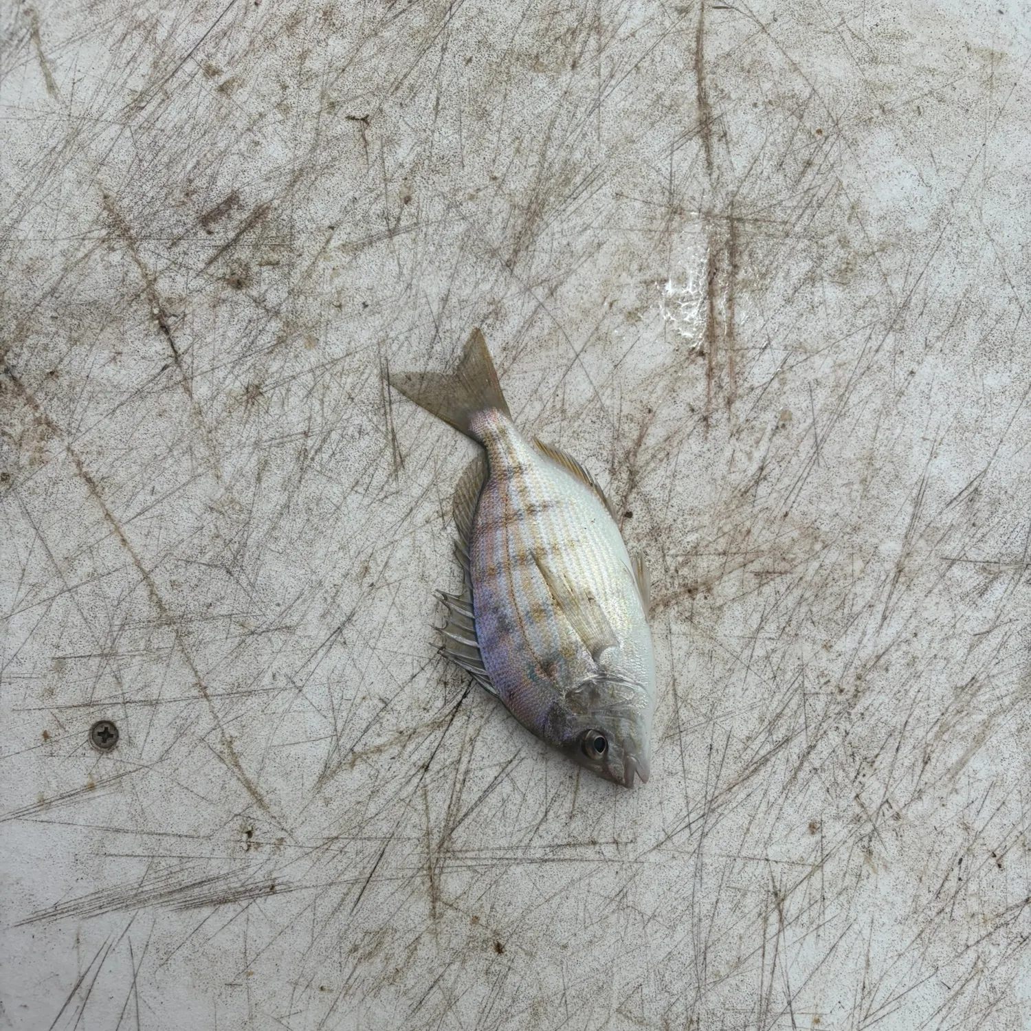 Pinfish caught on Fishbrain