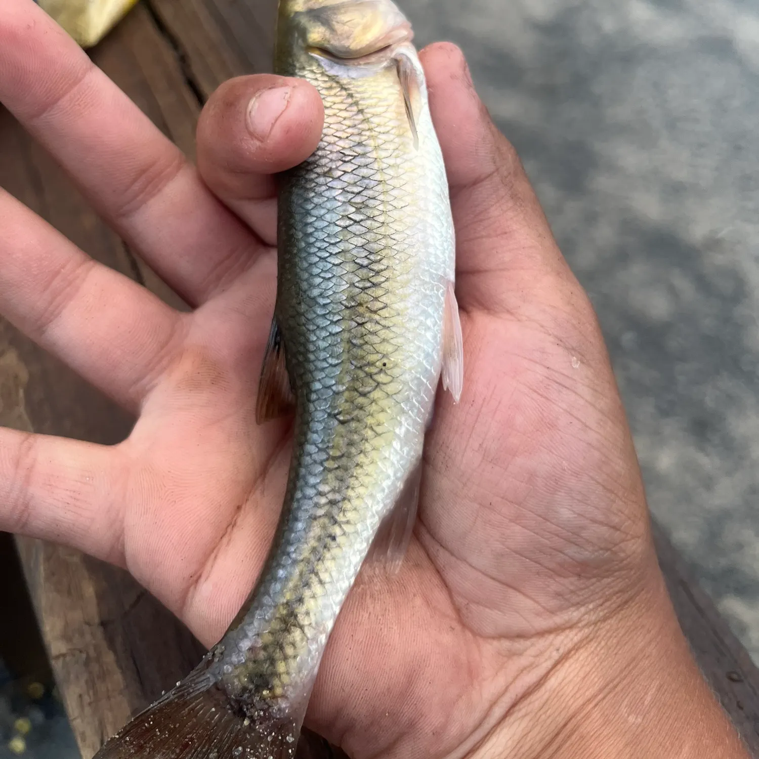 Creek chub caught on Fishbrain