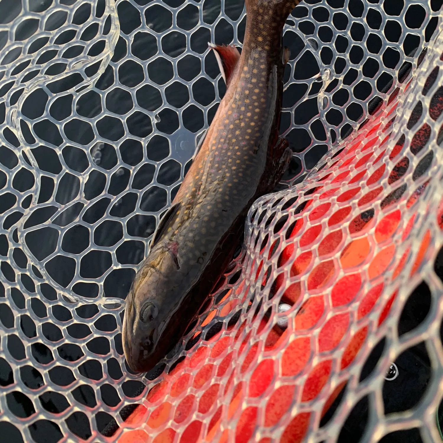 Brook trout caught on Fishbrain
