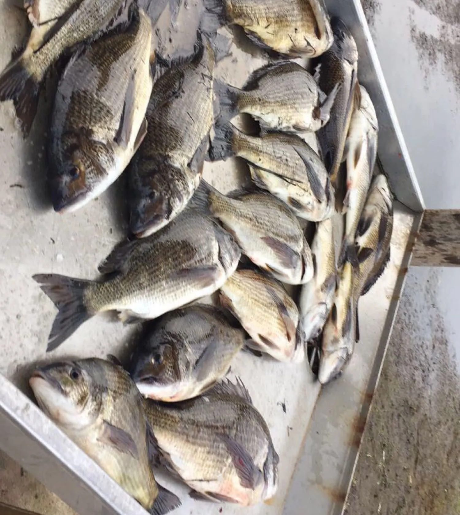 recently logged catches