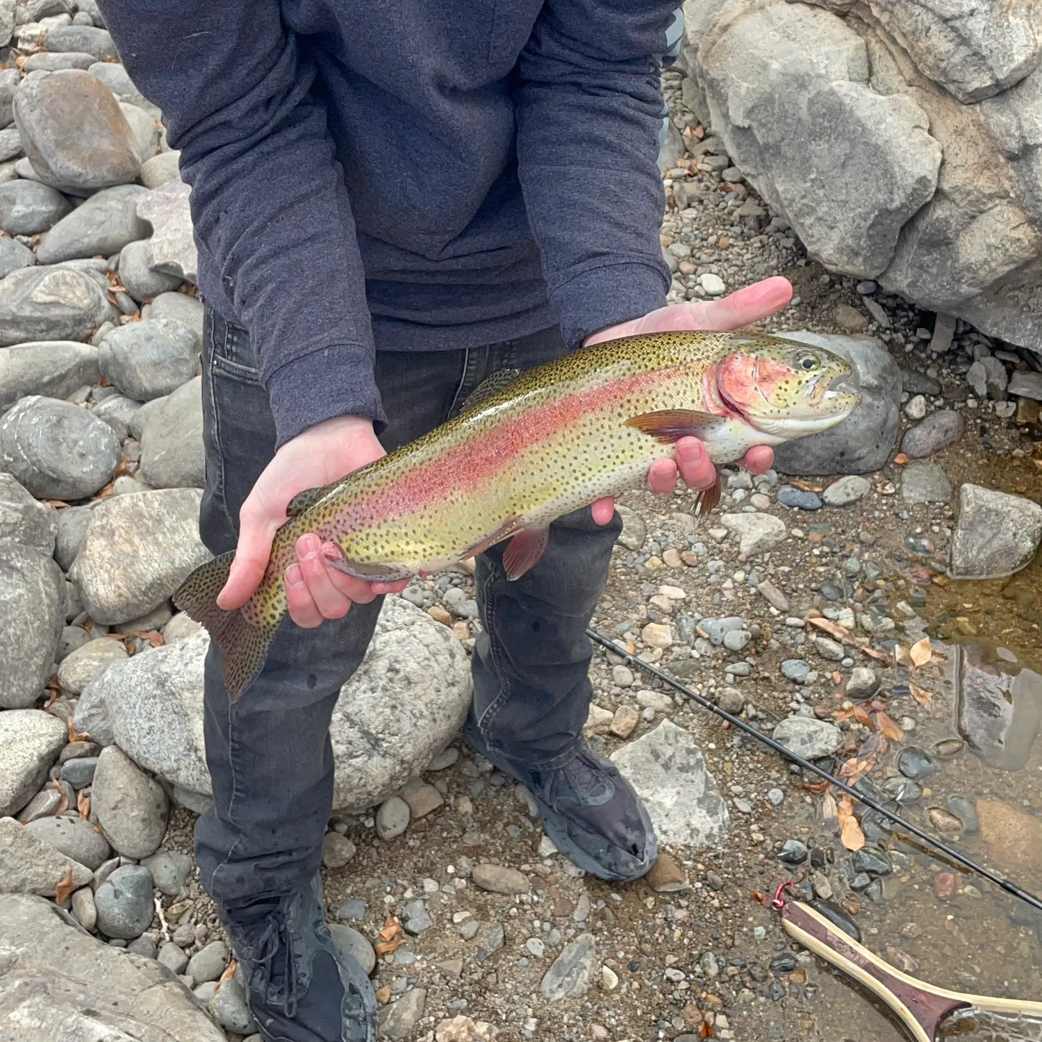 The most recent Cutbow catches on Fishbrain