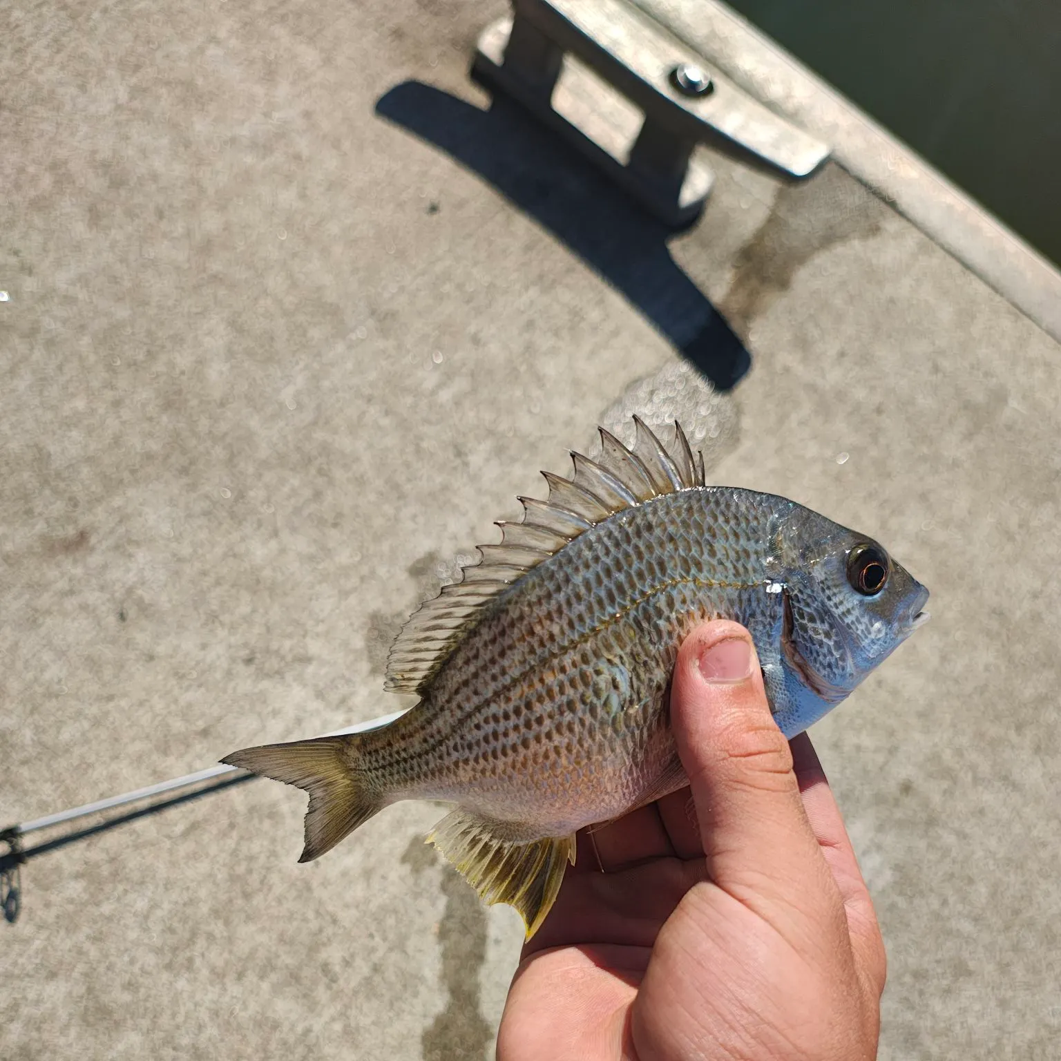 Surf bream caught on Fishbrain