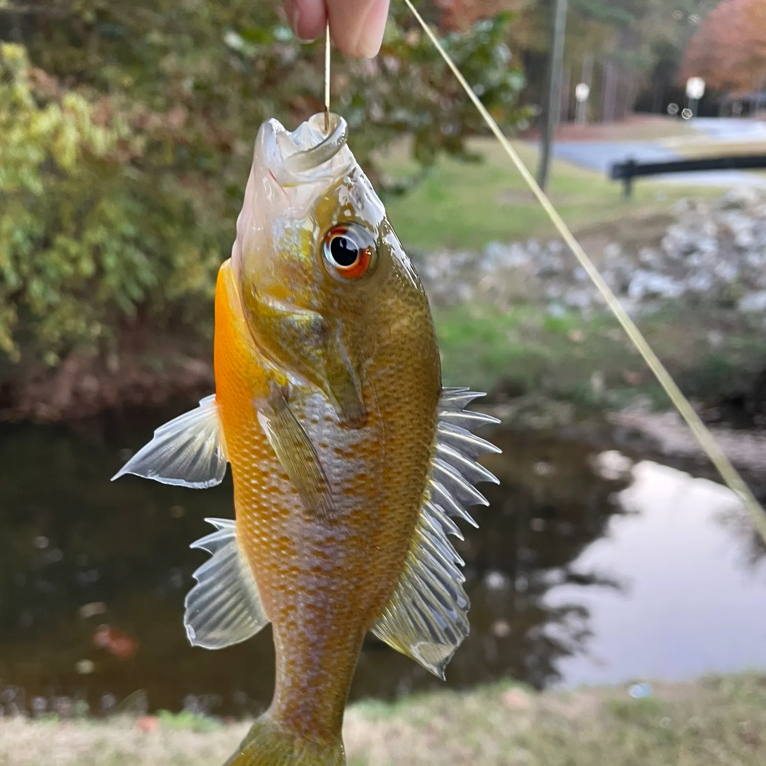 The most recent Redbreast sunfish catches on Fishbrain