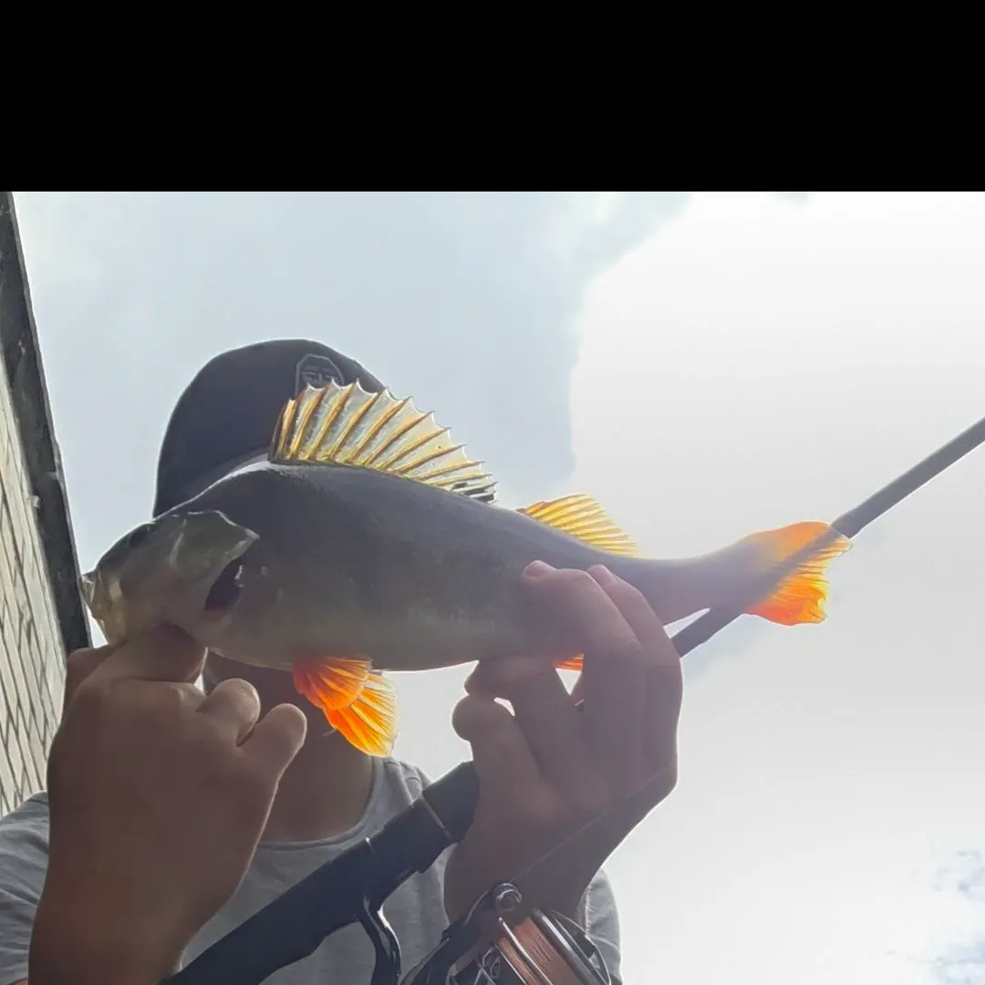 European perch caught on Fishbrain
