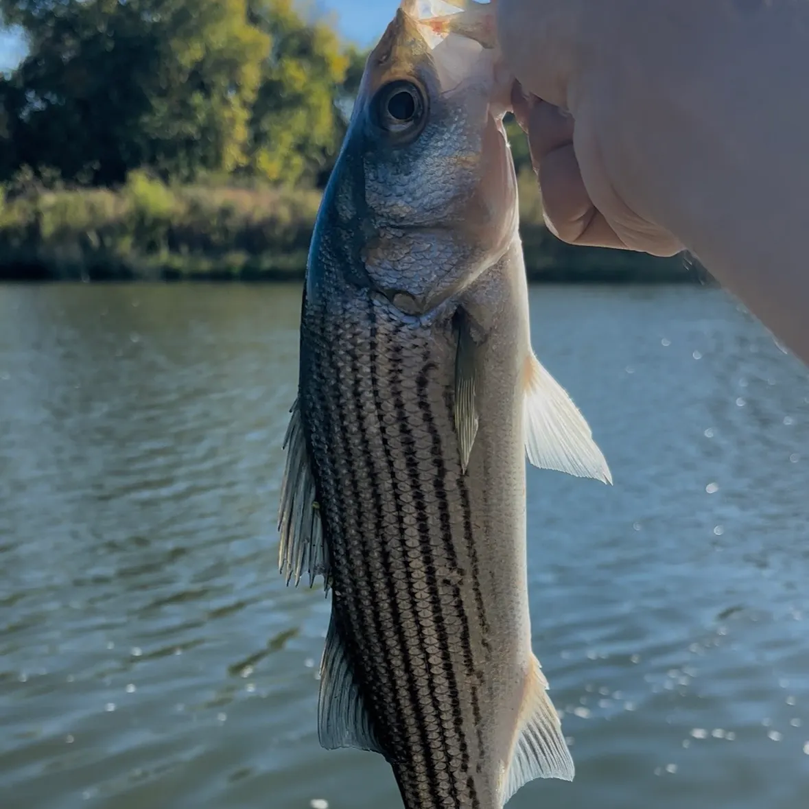 Striped bass caught on Fishbrain