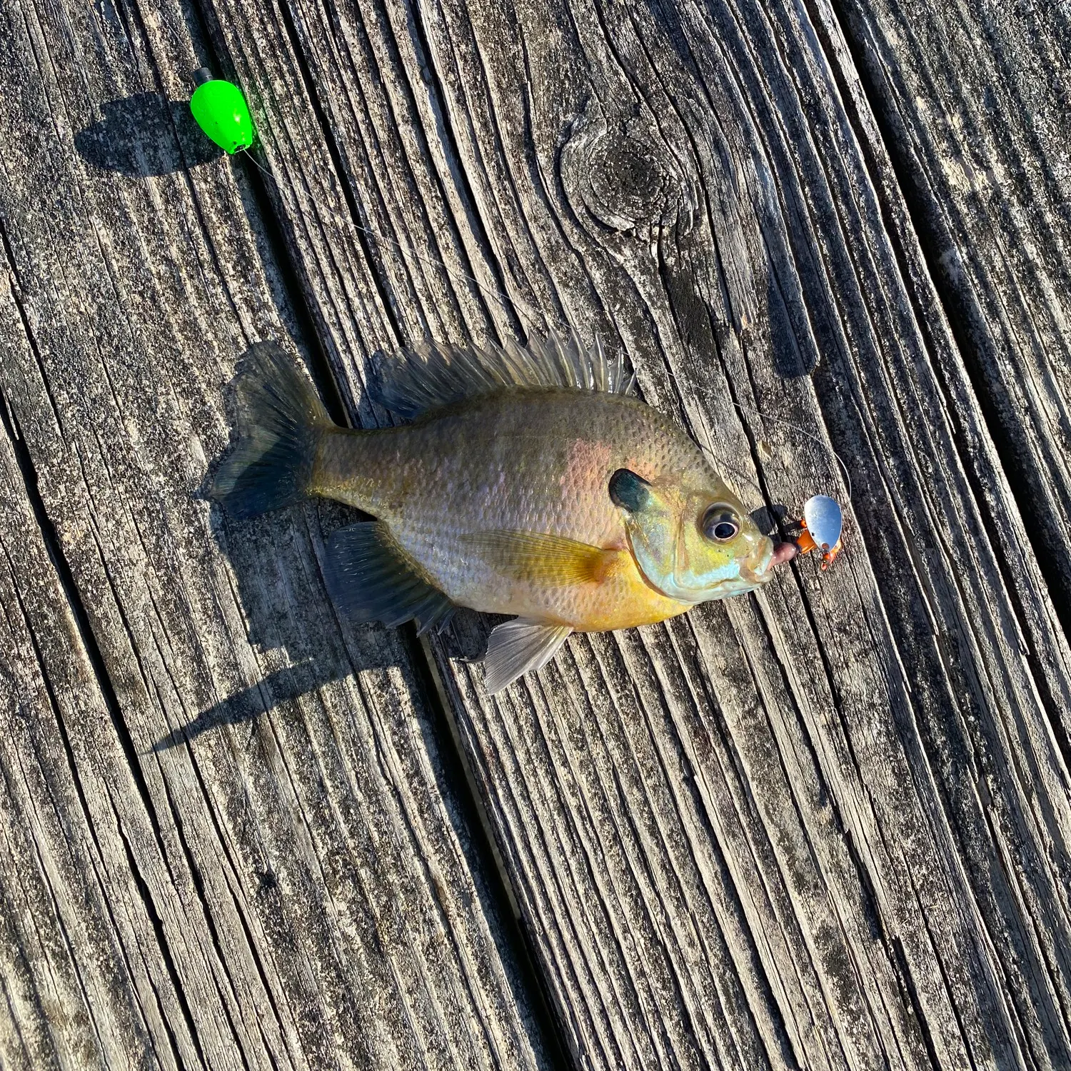 recently logged catches