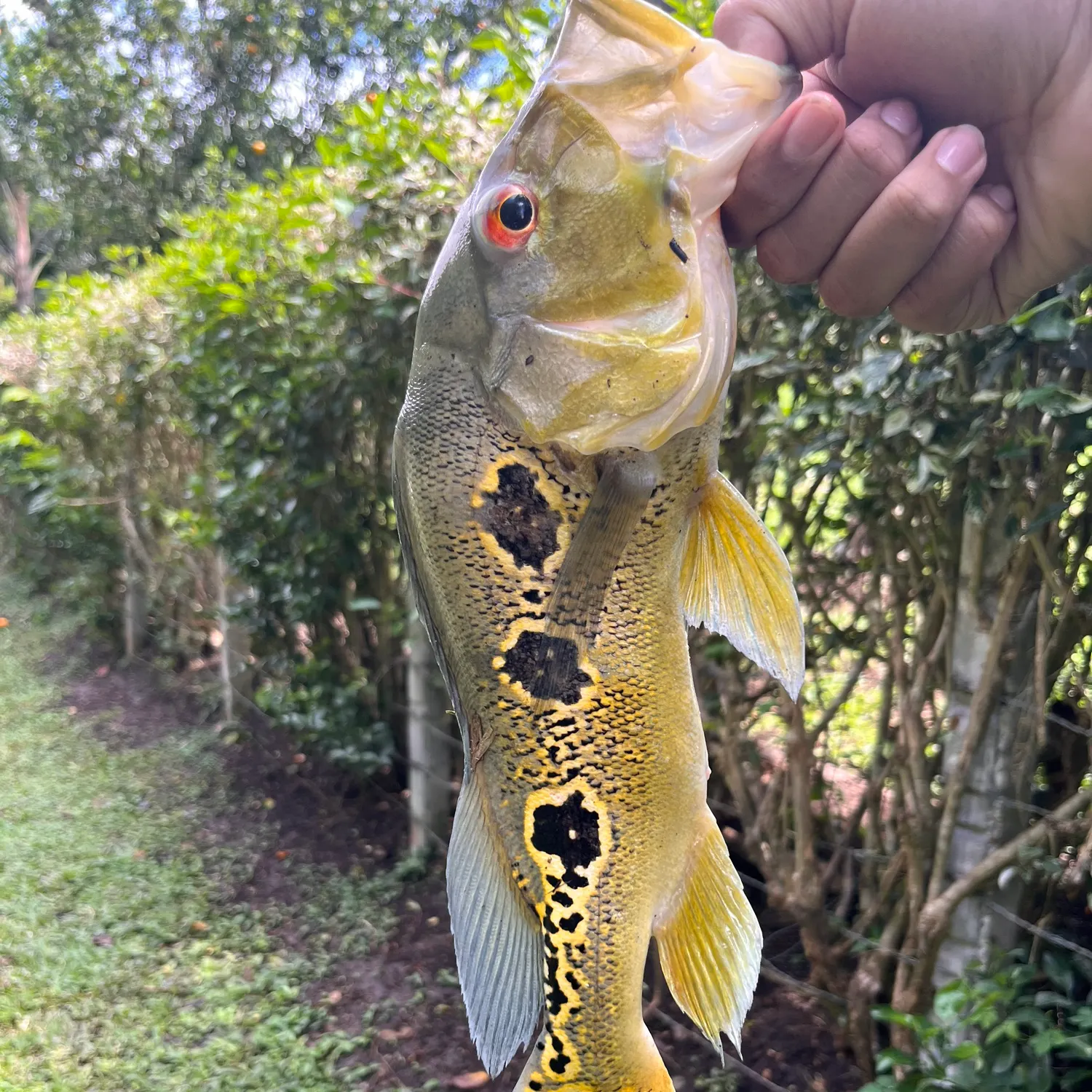 The most recent Essequibo peacock bass catches on Fishbrain