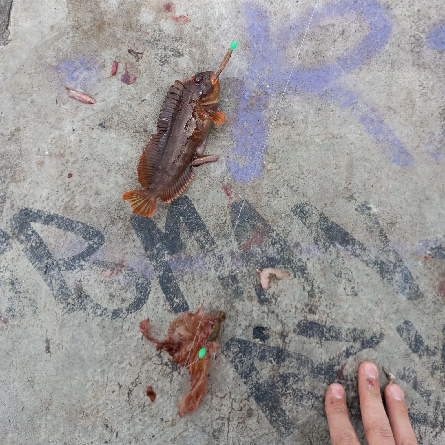 The most popular recent Tompot blenny catch on Fishbrain