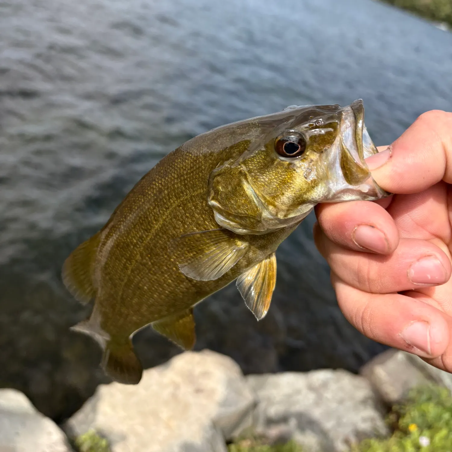 Smallmouth bass caught on Fishbrain