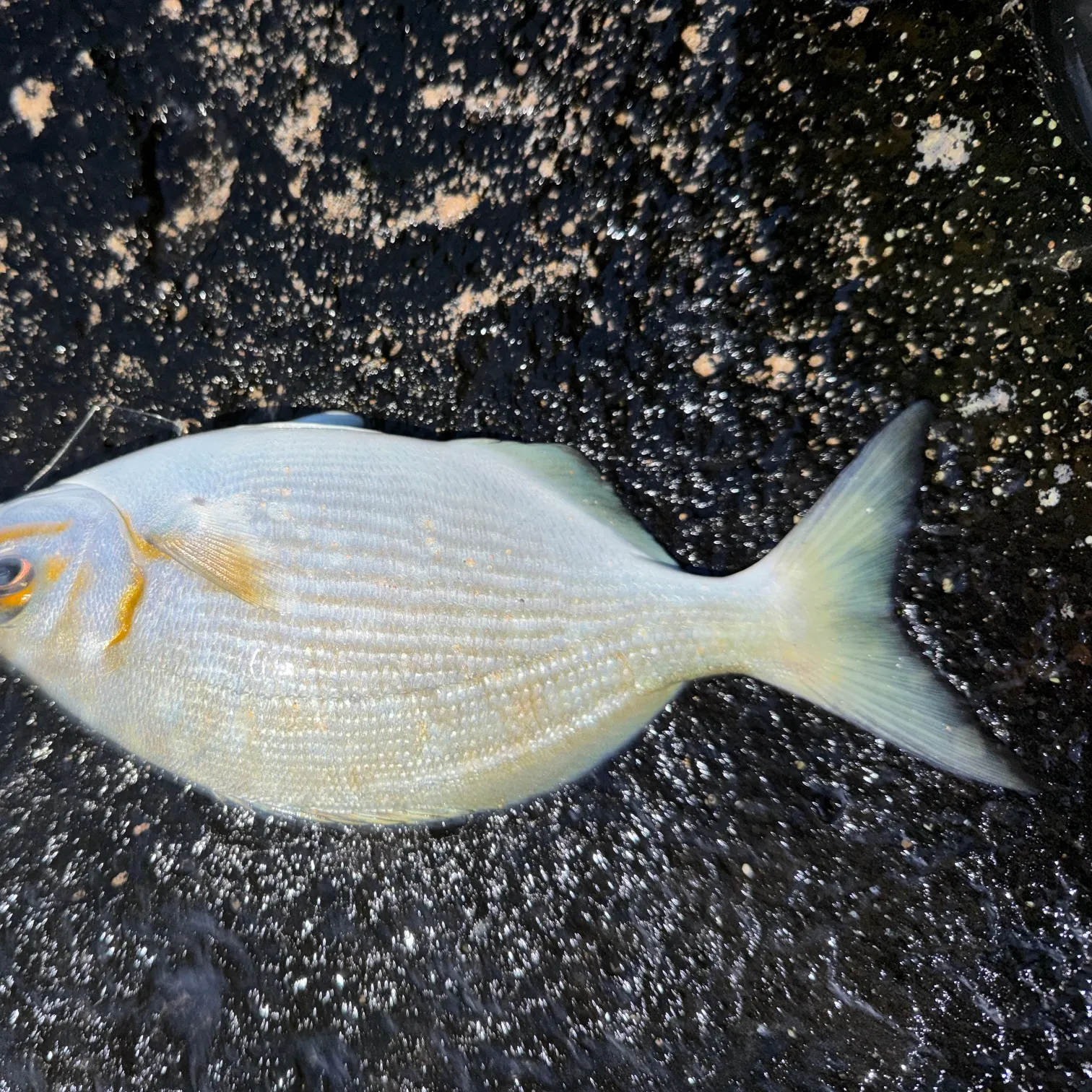 The most recent Brassy chub catches on Fishbrain