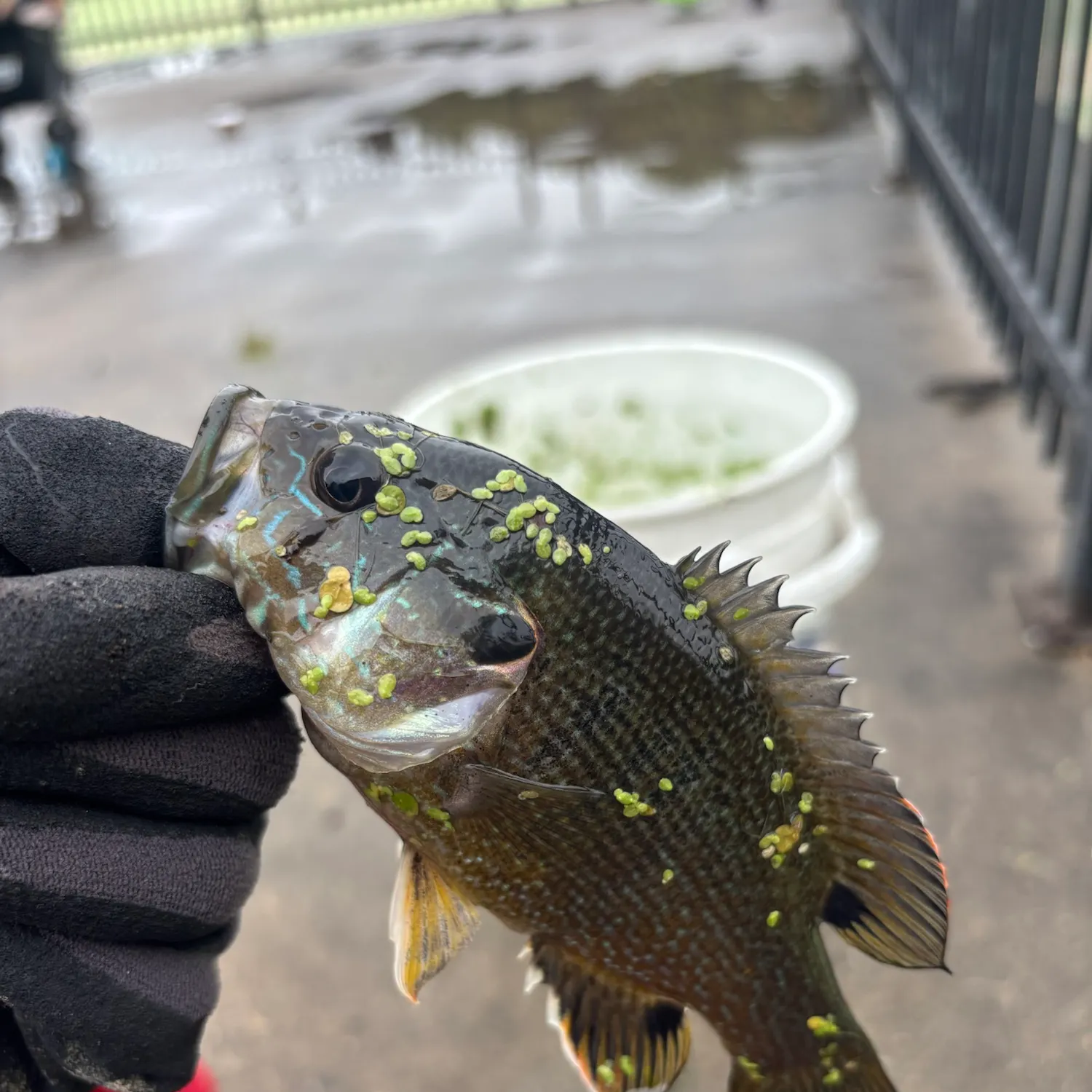 Green sunfish caught on Fishbrain