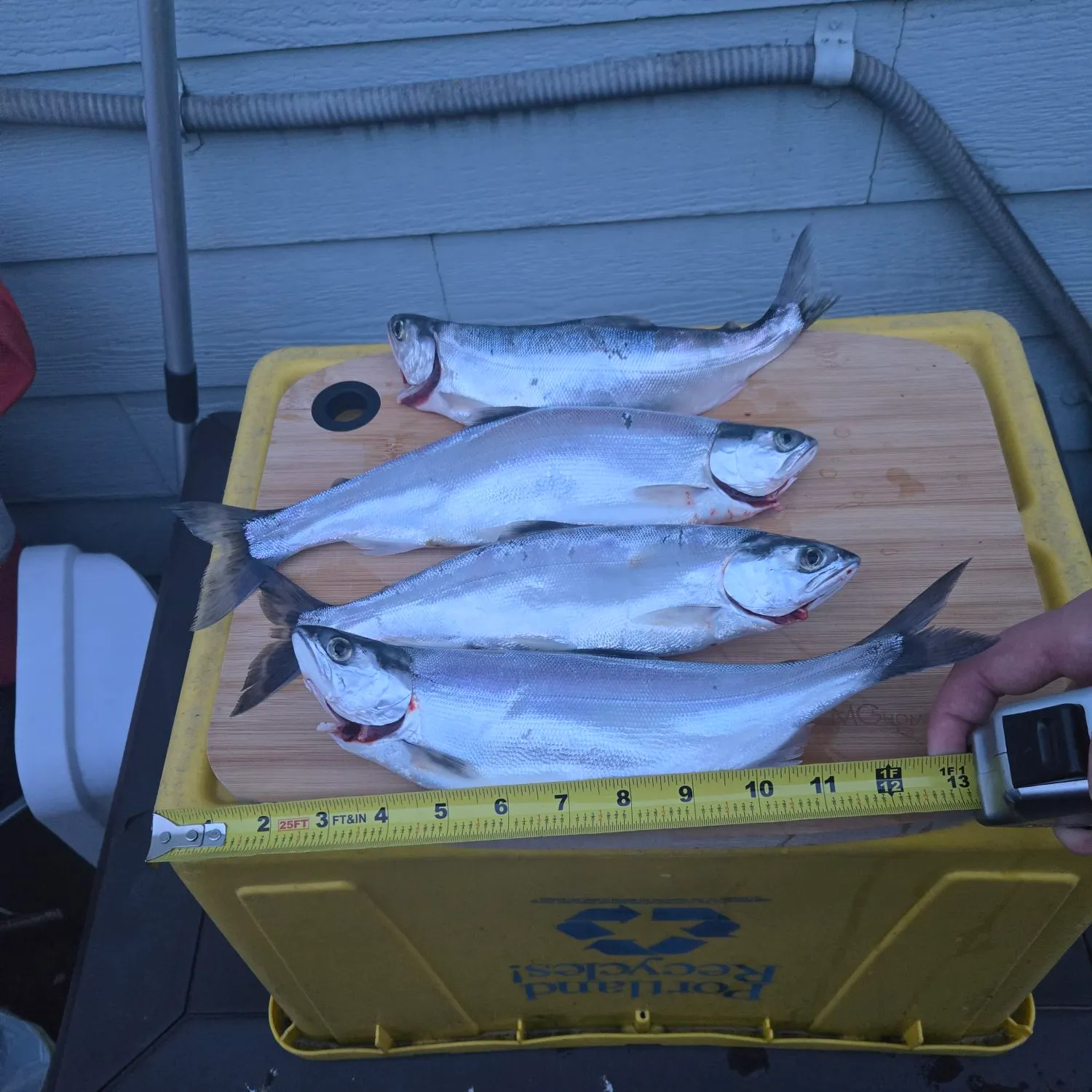 The most recent Kokanee salmon catches on Fishbrain