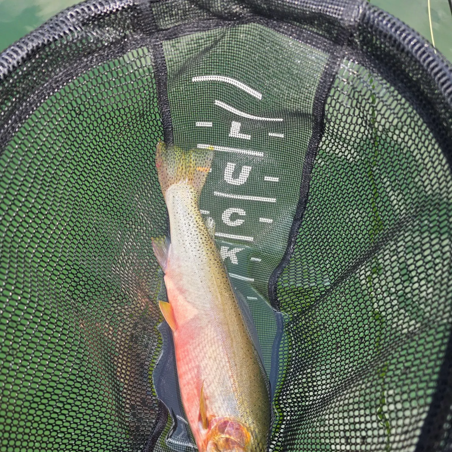 The most recent Westlope cutthroat trout catches on Fishbrain
