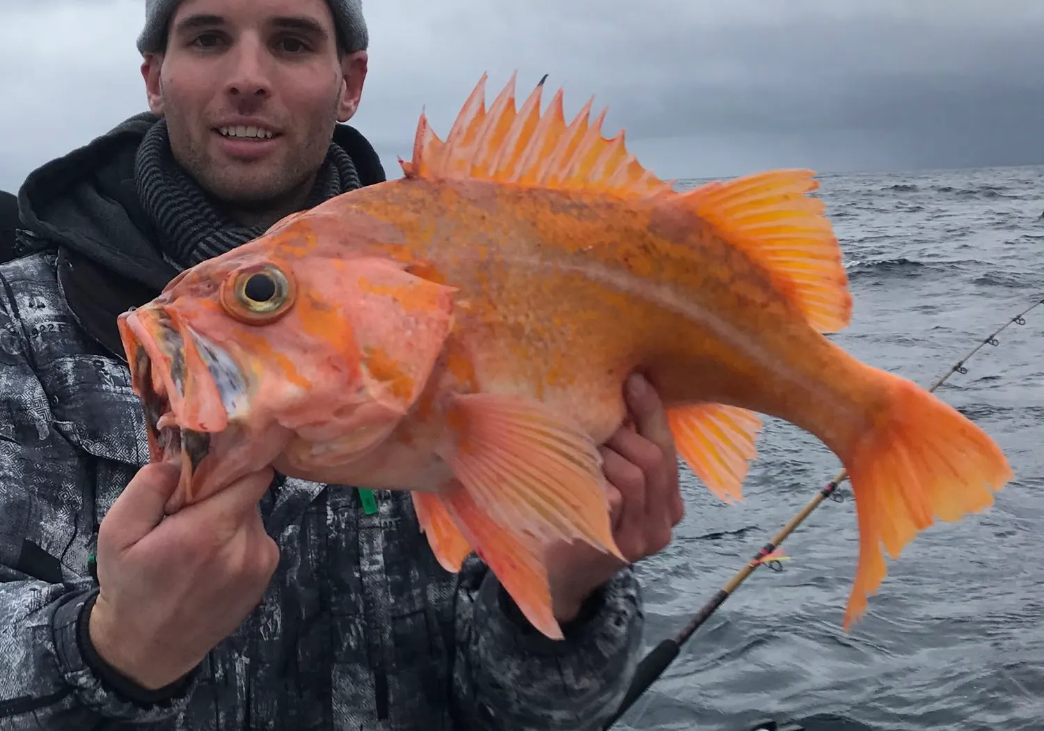 Canary rockfish