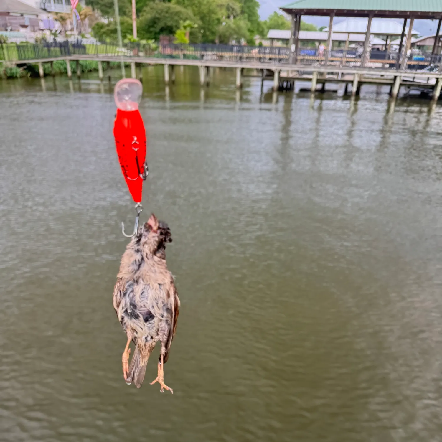 The most recent Tiger muskellunge catches on Fishbrain