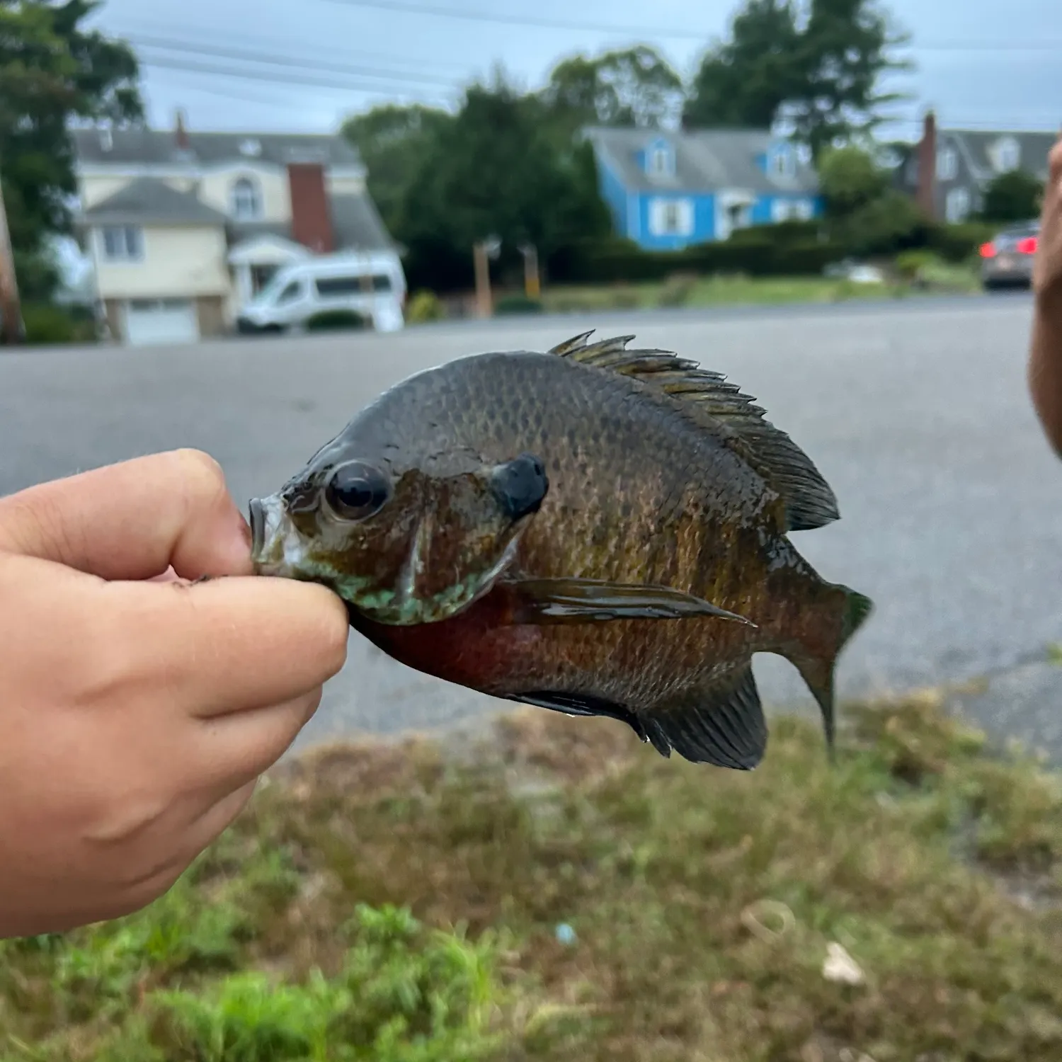catch