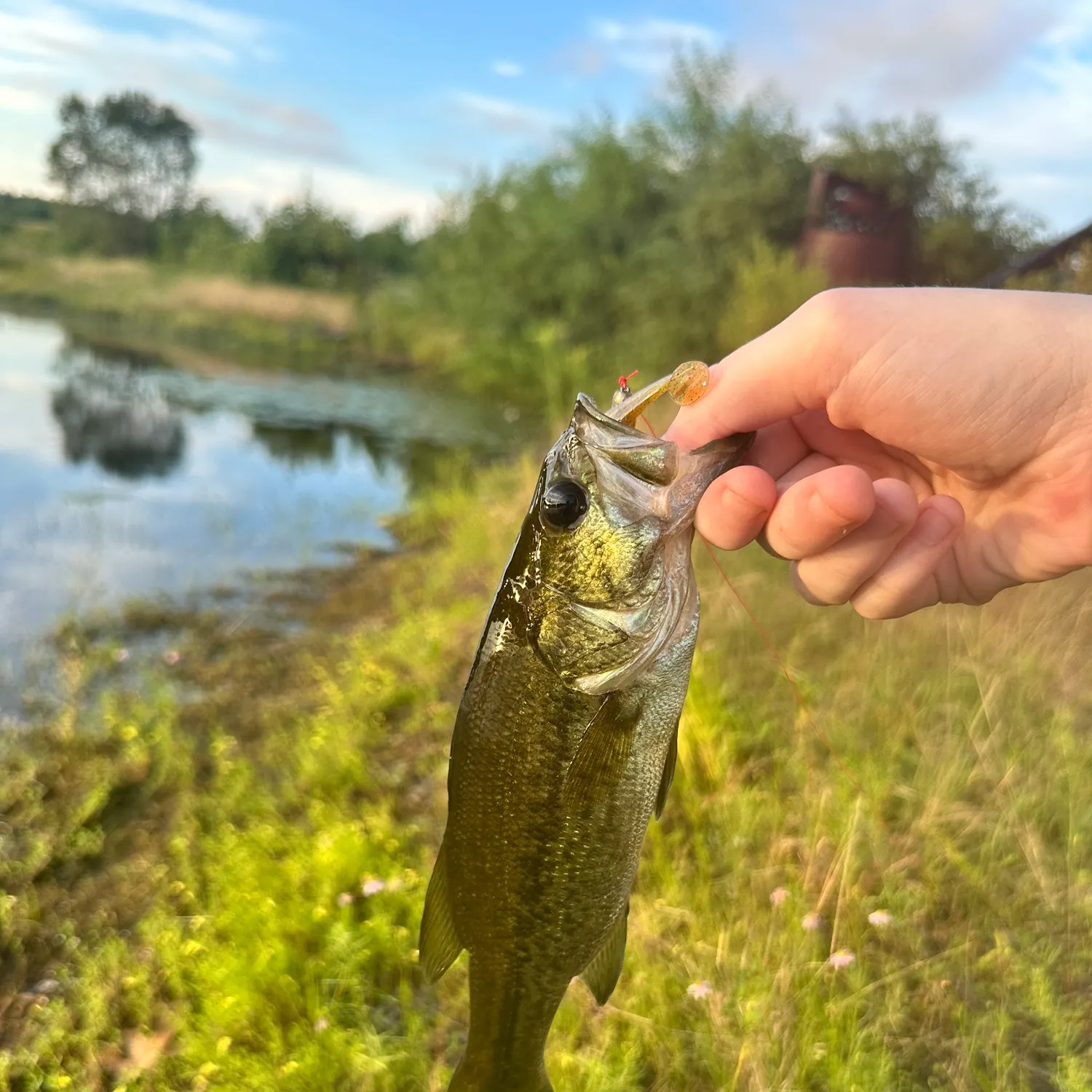 Largemouth bass caught on Fishbrain