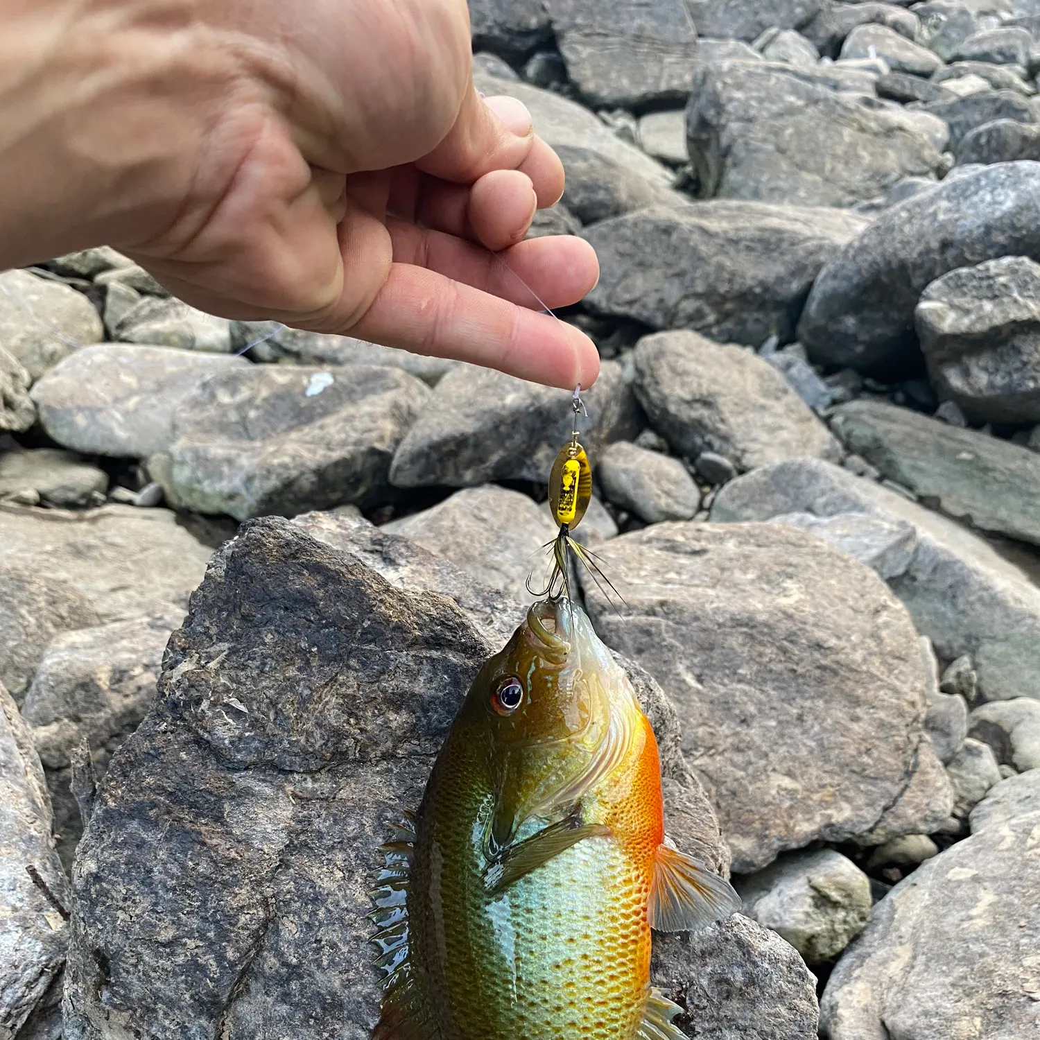 recently logged catches