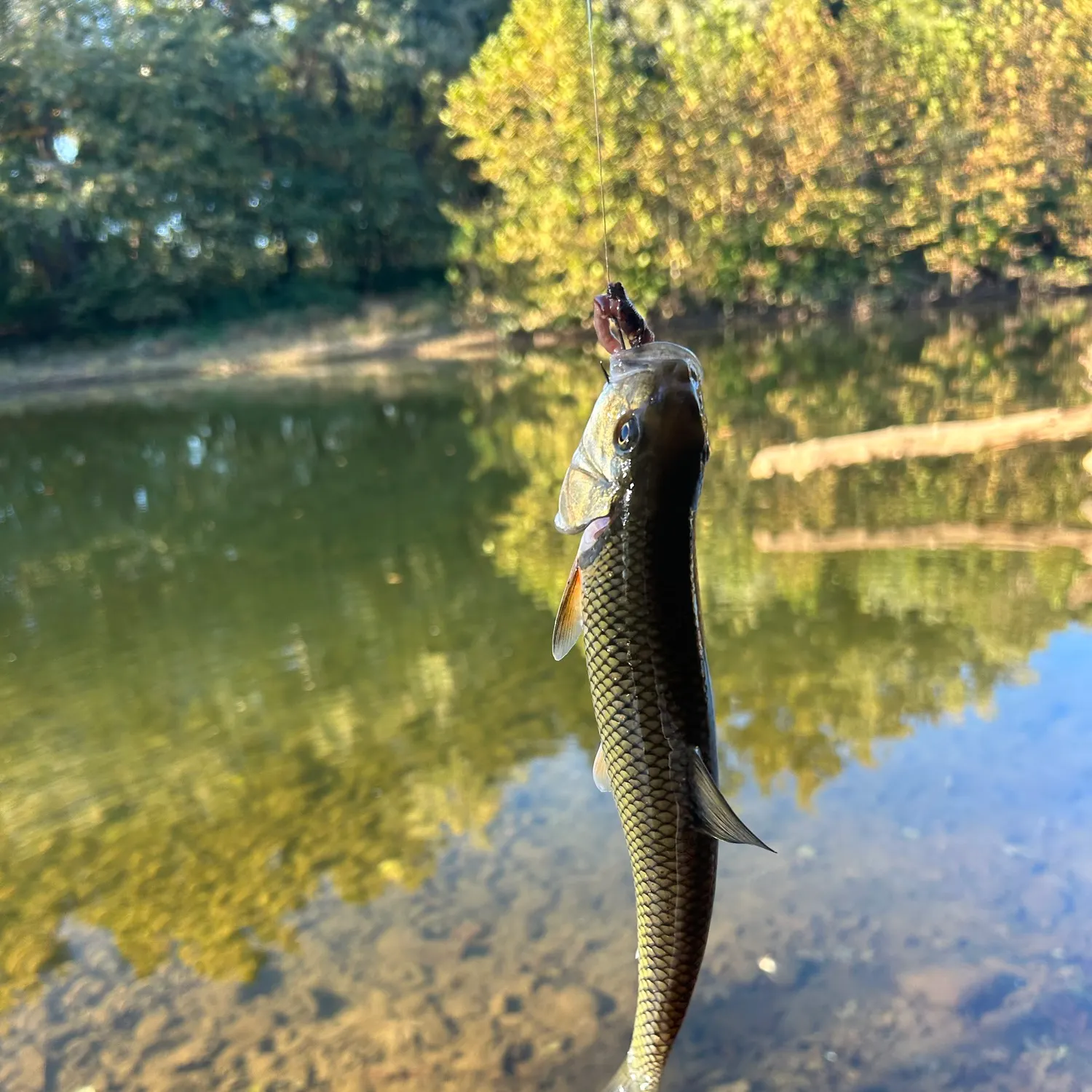 Fallfish caught on Fishbrain