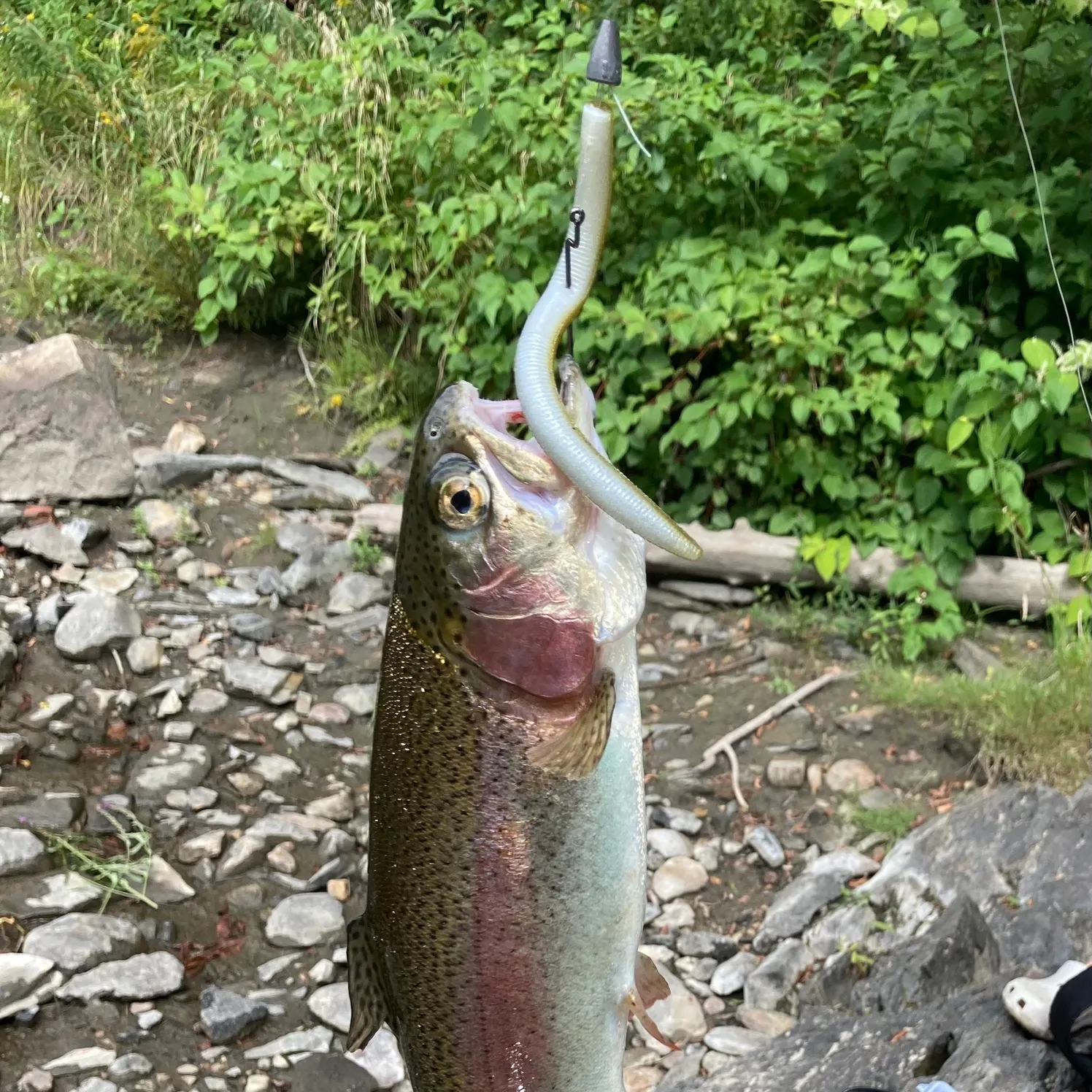 Rainbow trout caught on Fishbrain