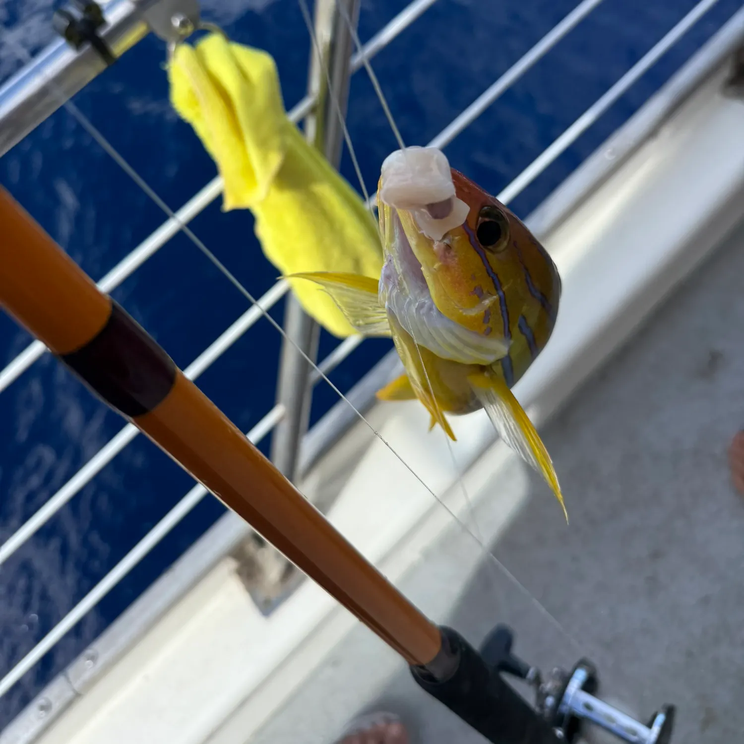 The most recent Common bluestripe snapper catches on Fishbrain