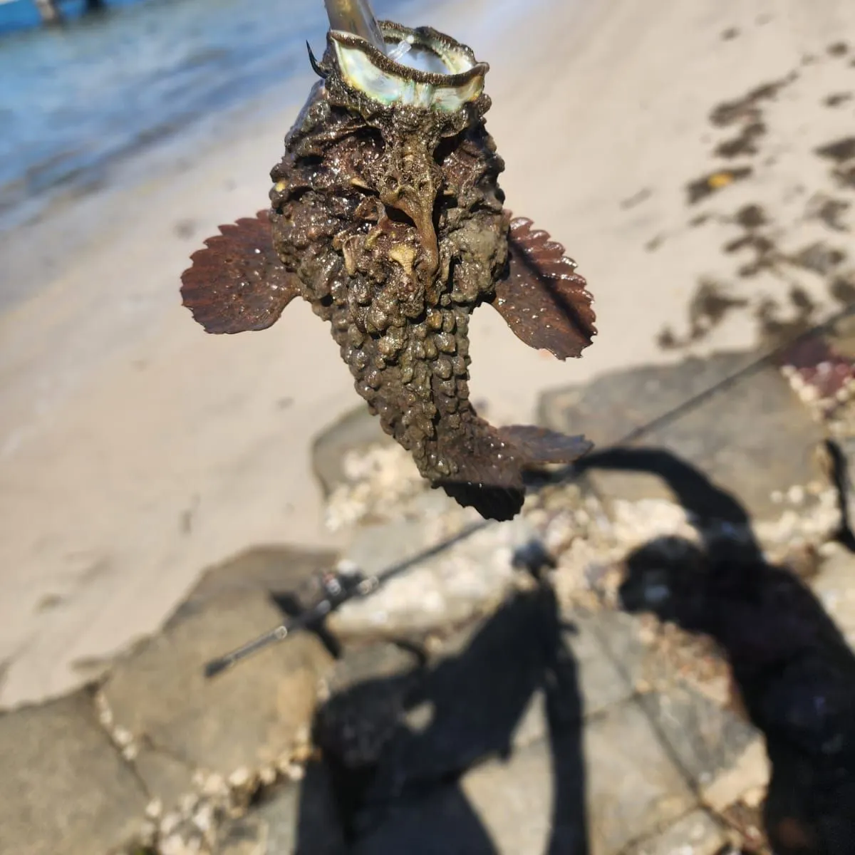 The most recent Estuarine stonefish catches on Fishbrain
