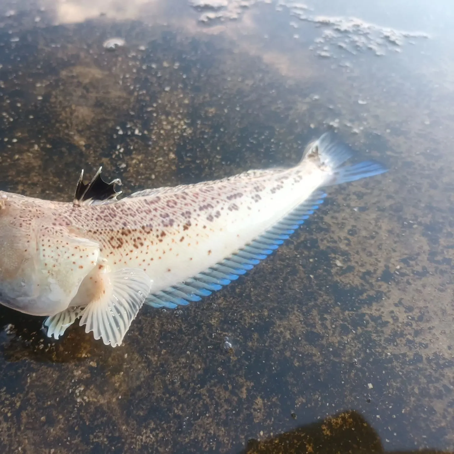 The most recent Greater weever catches on Fishbrain