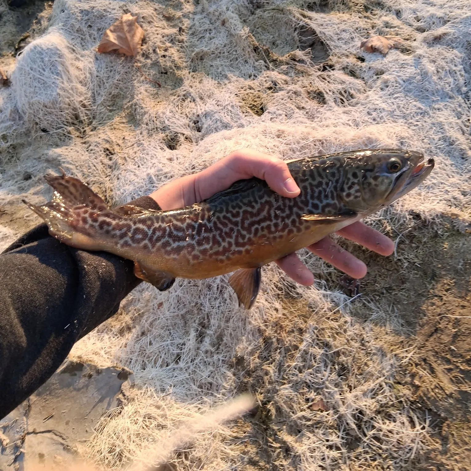 The most recent Tiger trout catches on Fishbrain