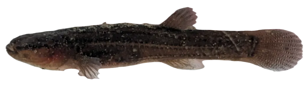 Shawnee Hills cavefish
