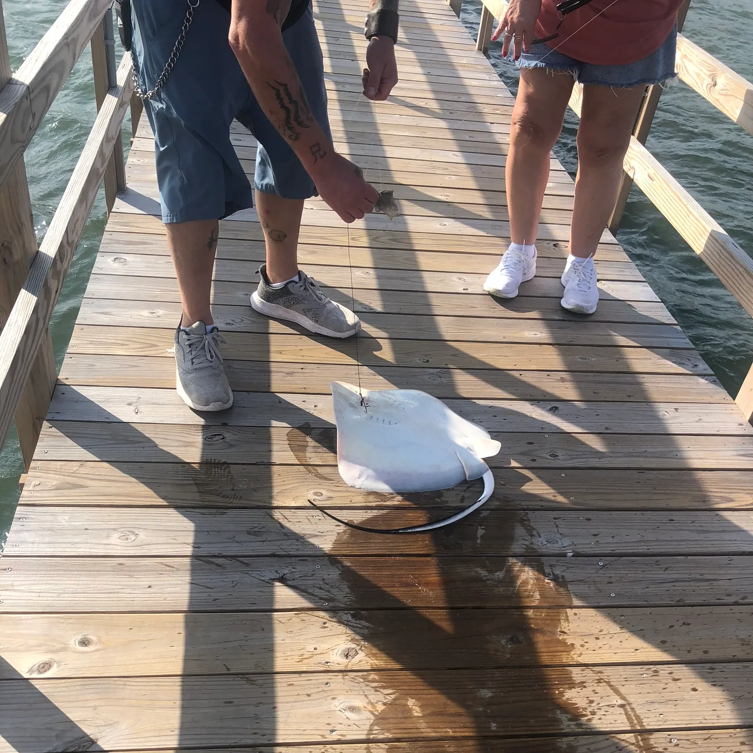 The most recent Bluntnose stingray catches on Fishbrain