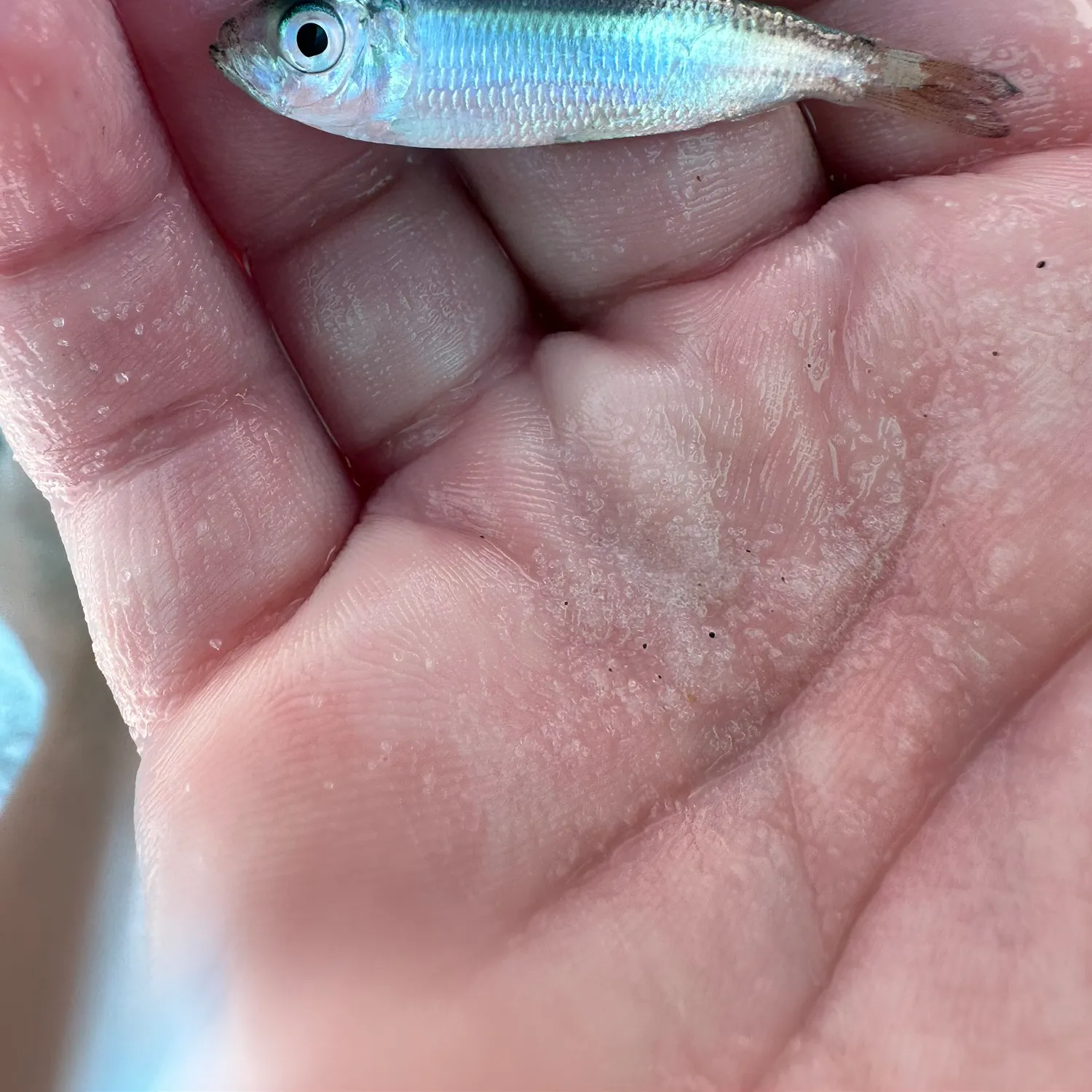 The most recent Hickory shad catches on Fishbrain