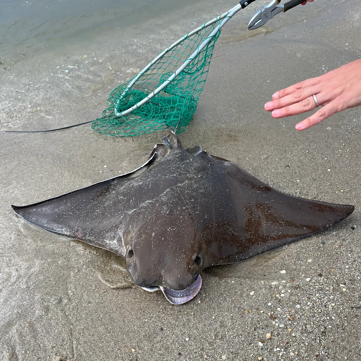 catch