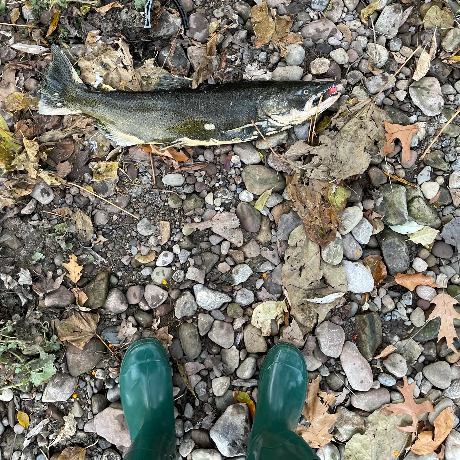The most recent Chinook salmon catches on Fishbrain