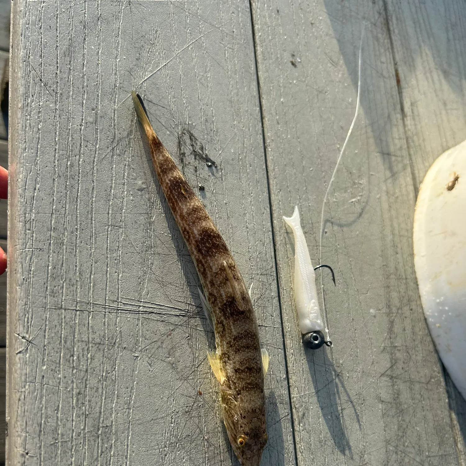 The most recent Inshore lizardfish catches on Fishbrain