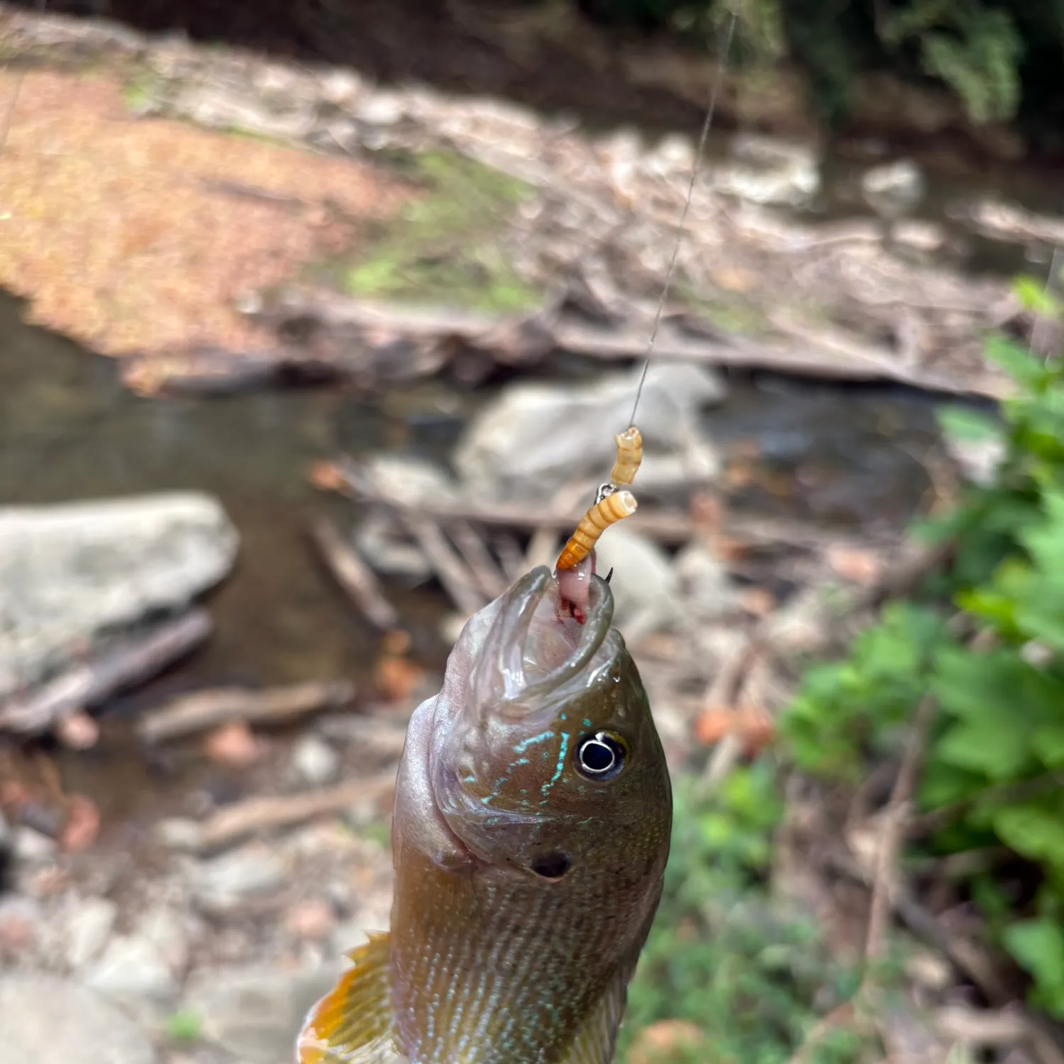 Green sunfish caught on Fishbrain