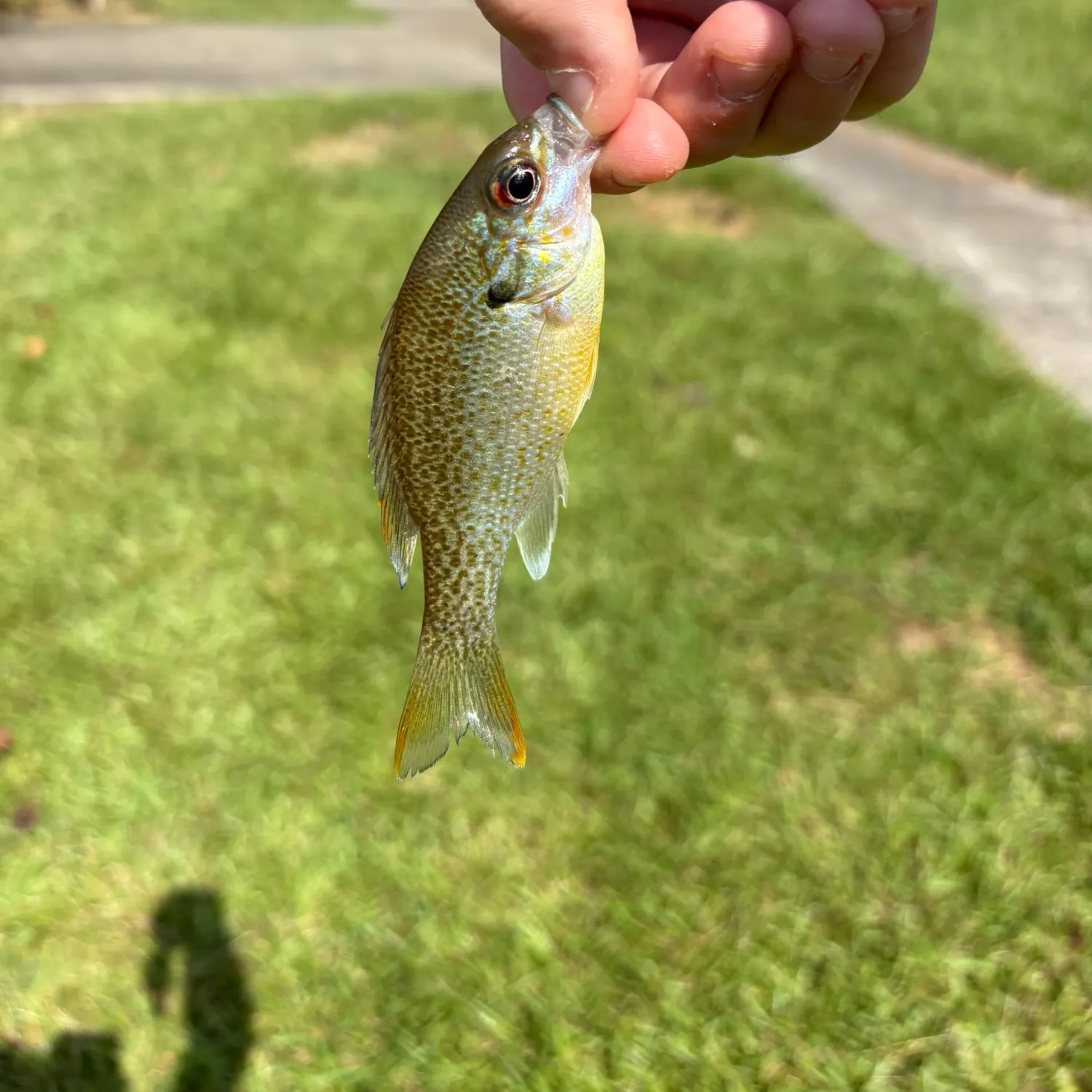 Bluegill caught on Fishbrain