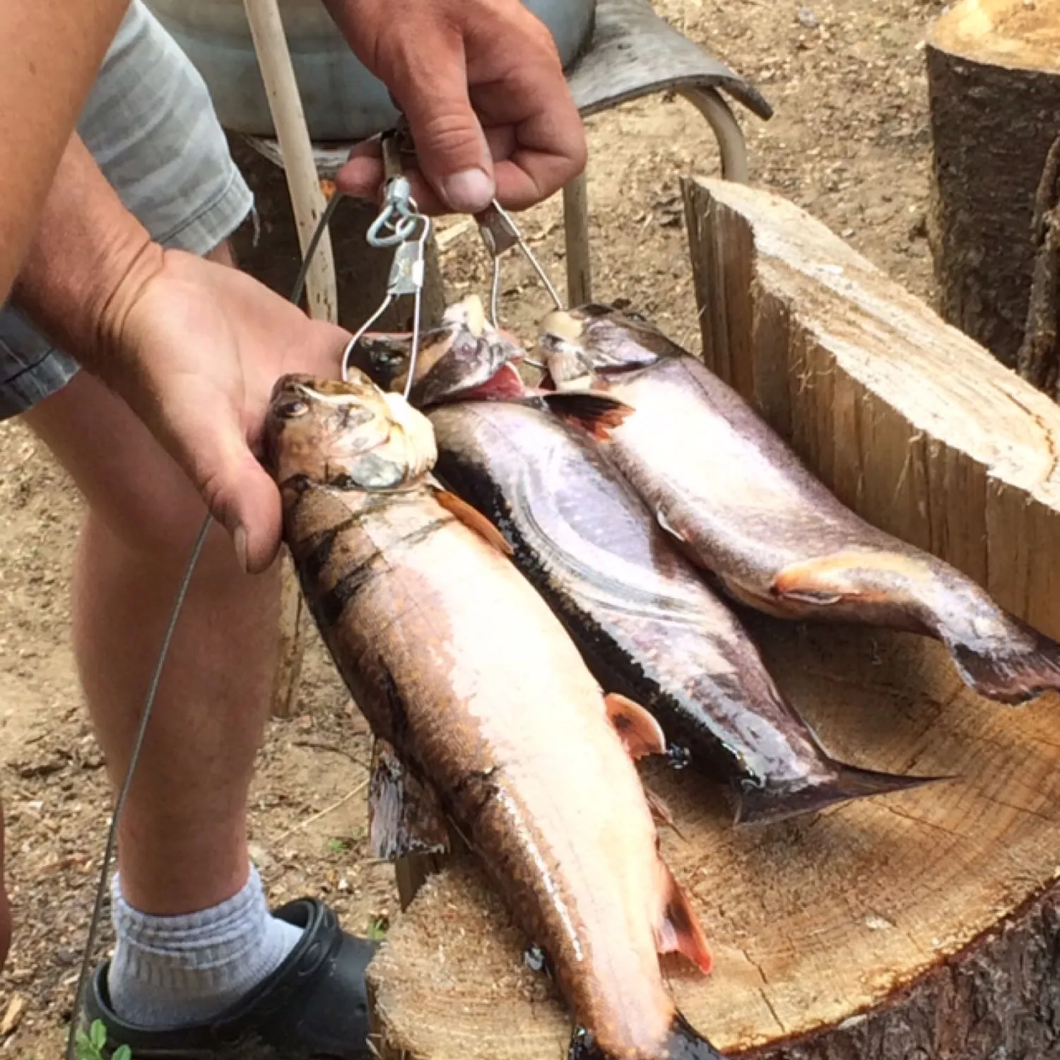 recently logged catches