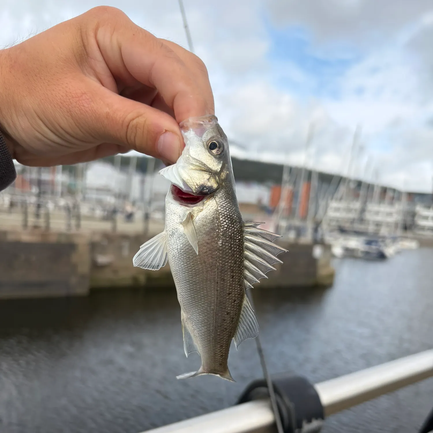 The most recent European seabass catches on Fishbrain