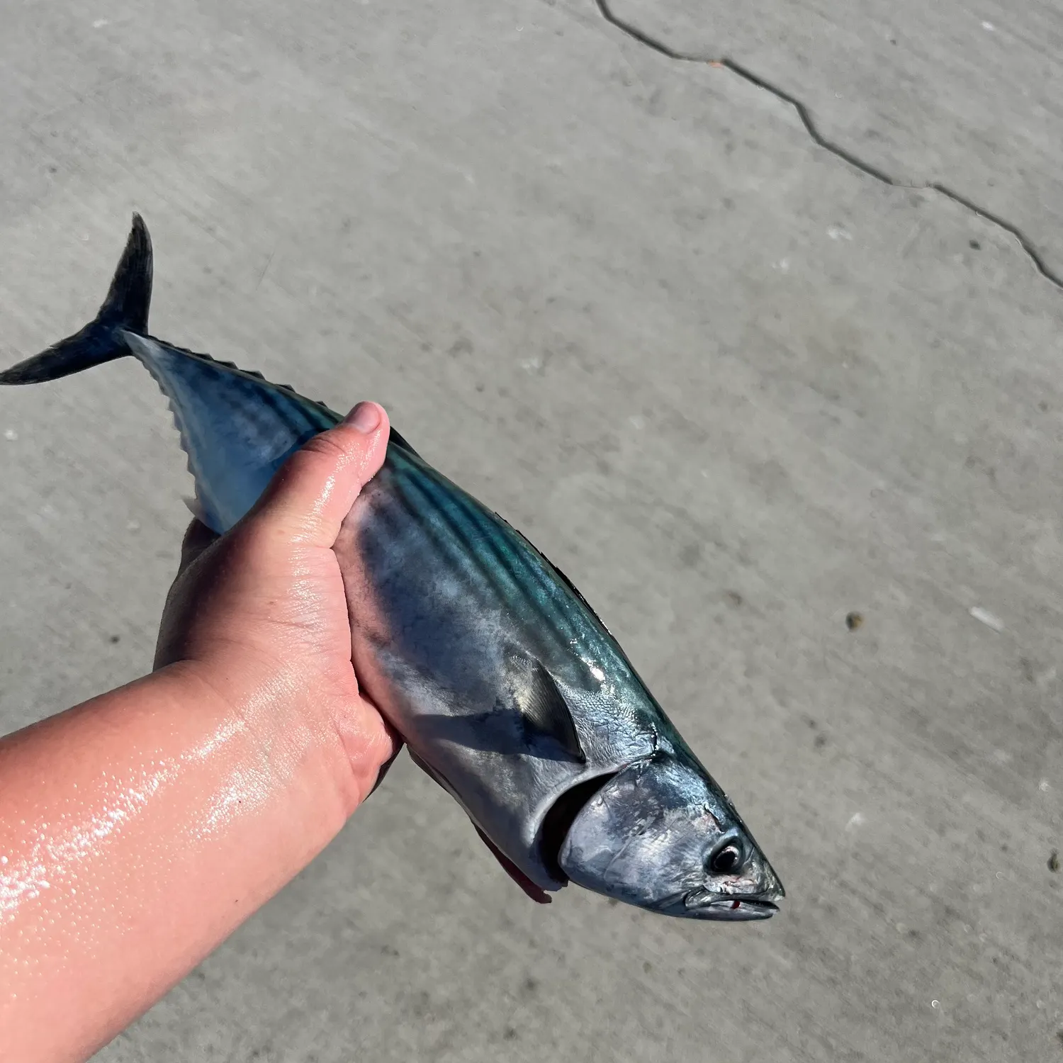Pacific bonito caught on Fishbrain
