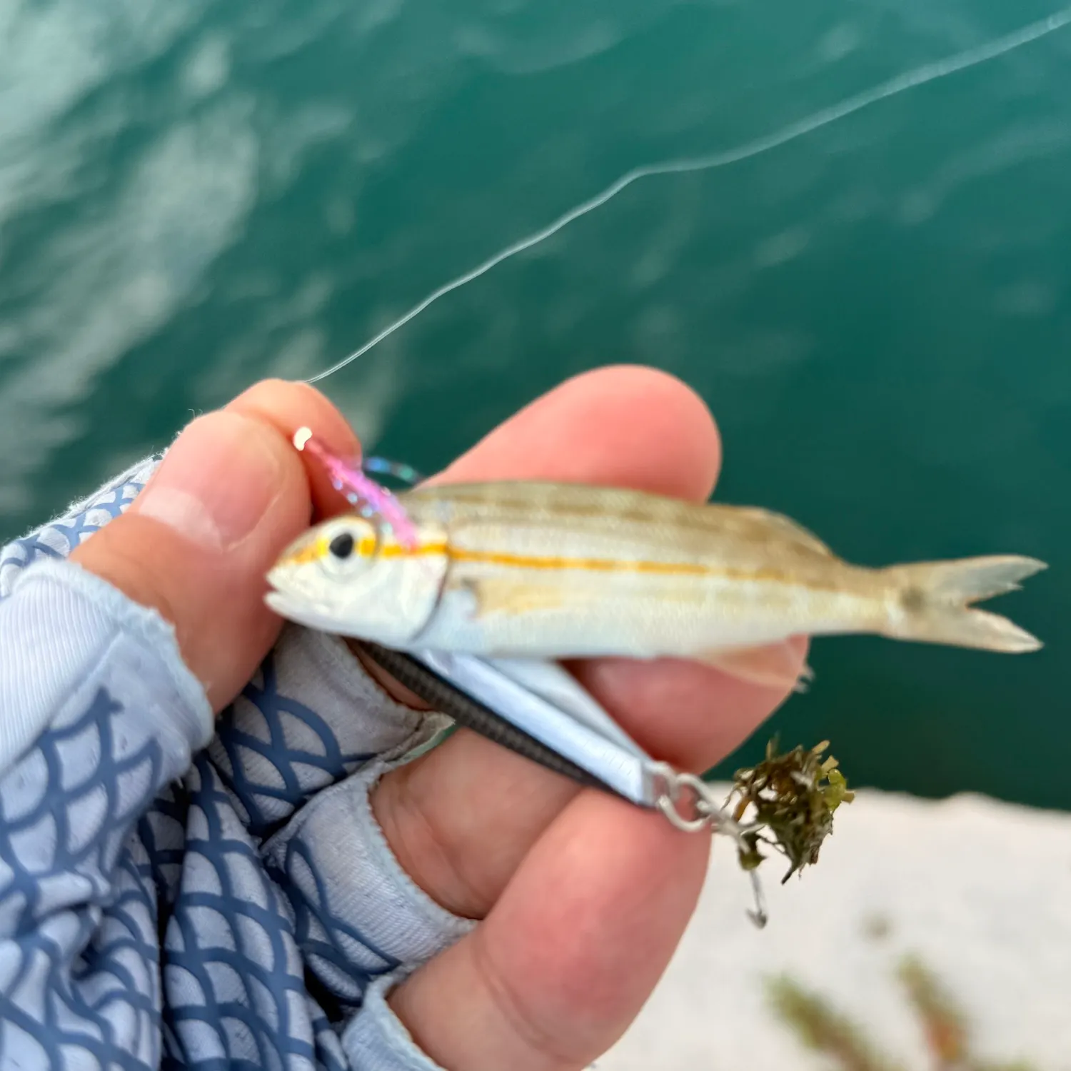Lane snapper caught on Fishbrain