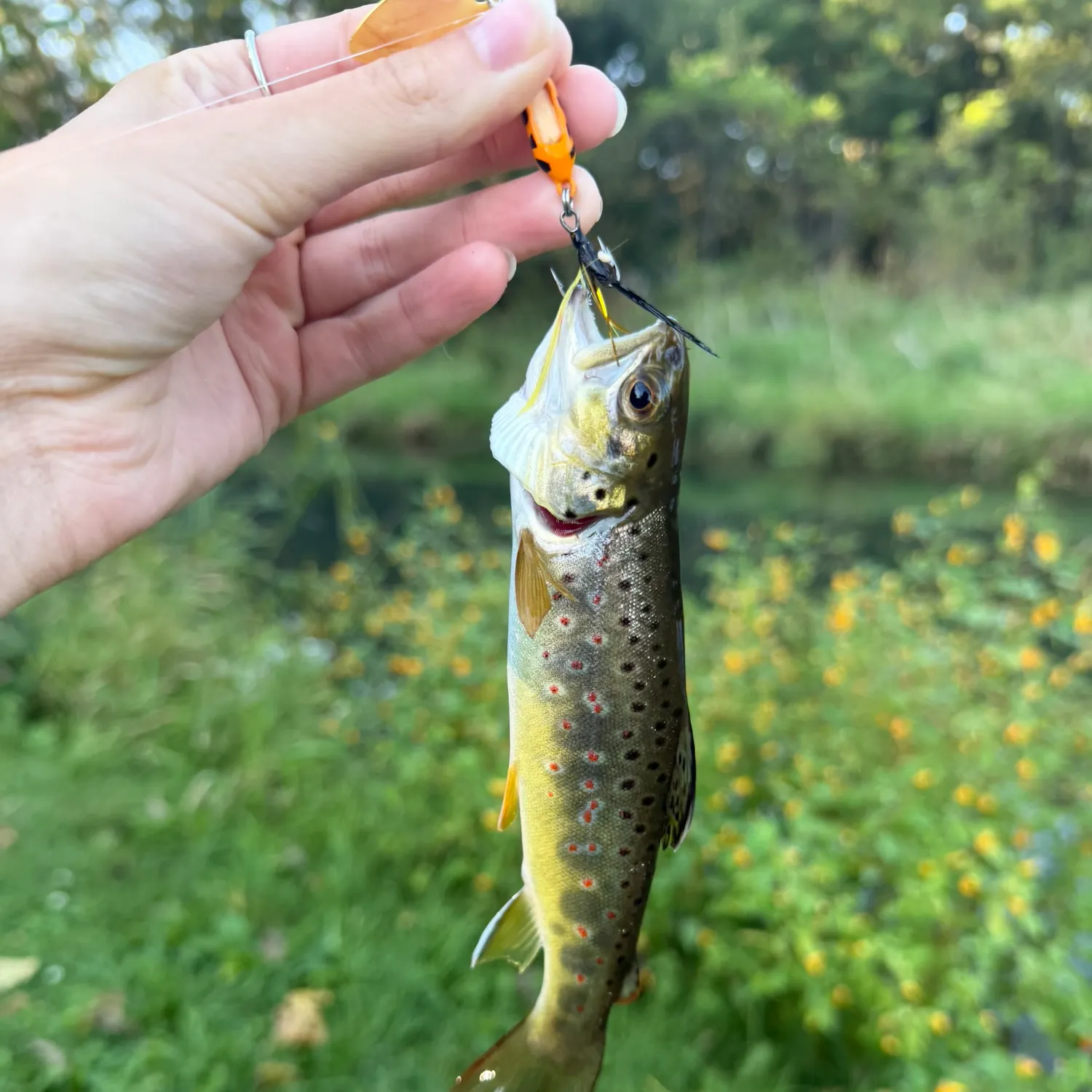 Brown trout caught on Fishbrain