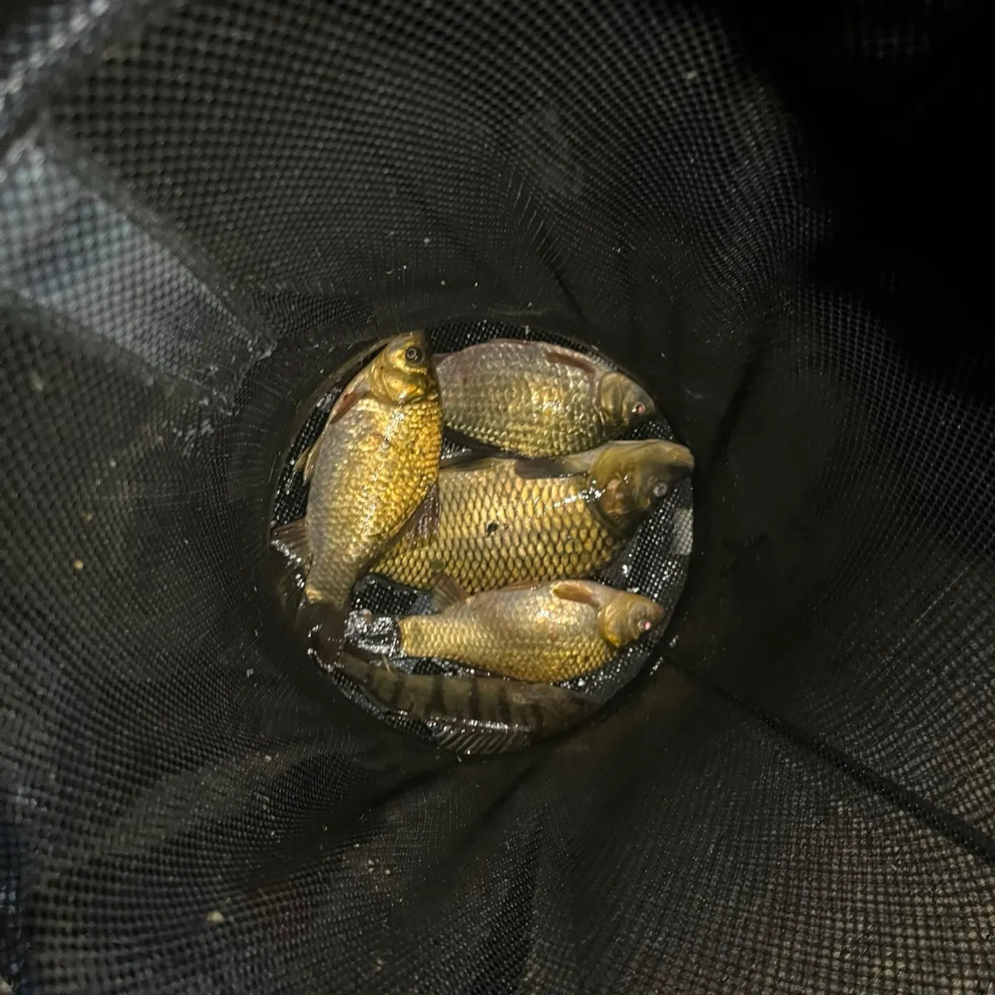 European perch caught on Fishbrain