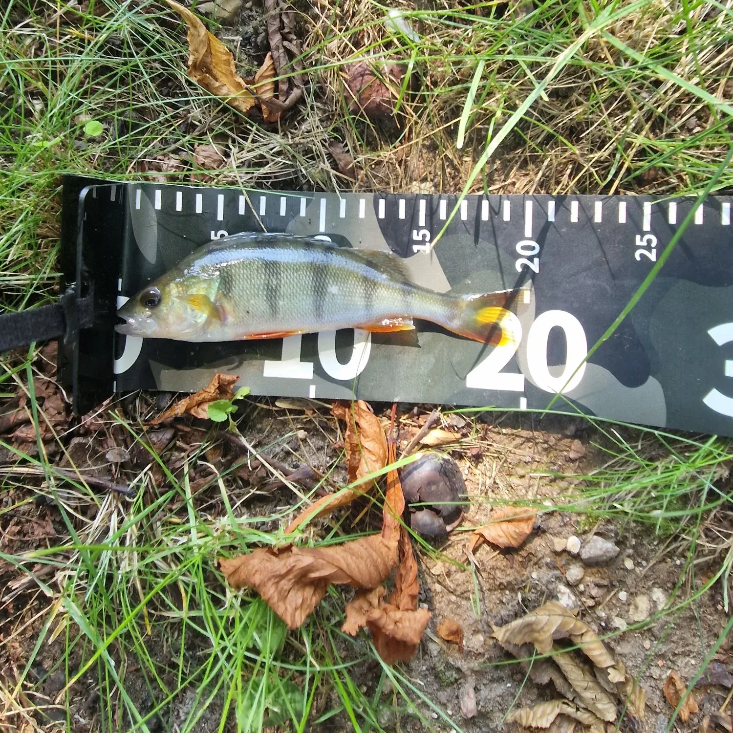 European perch caught on Fishbrain