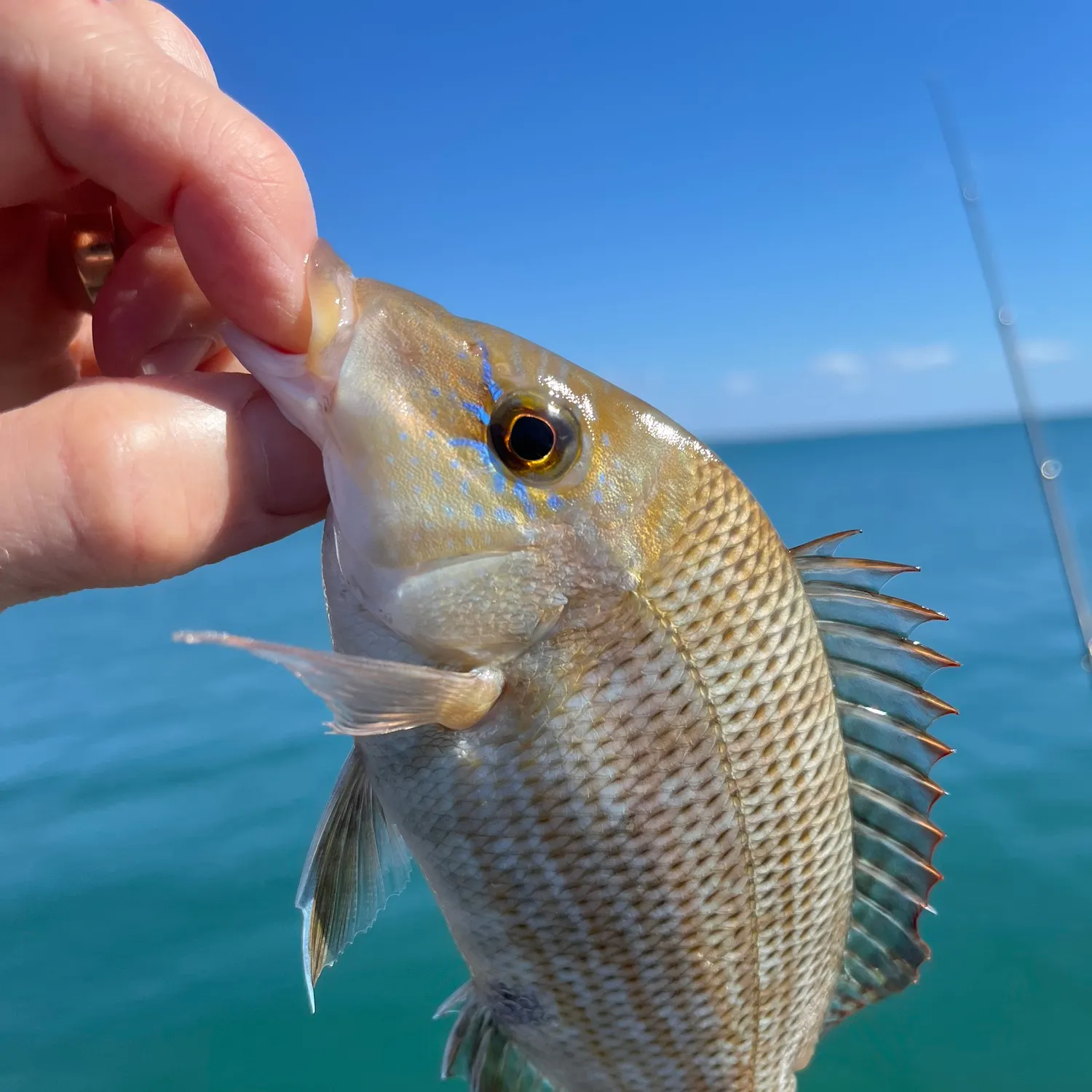 The most recent Grass emperor catches on Fishbrain