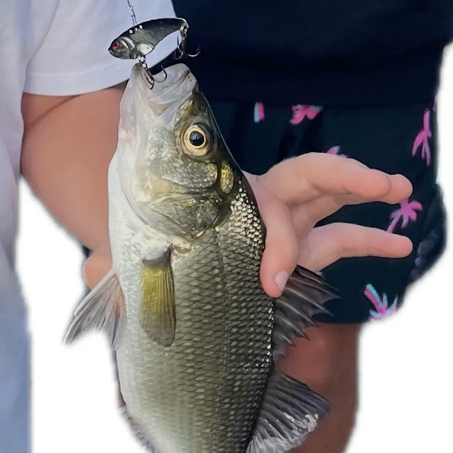 The most recent White perch catches on Fishbrain